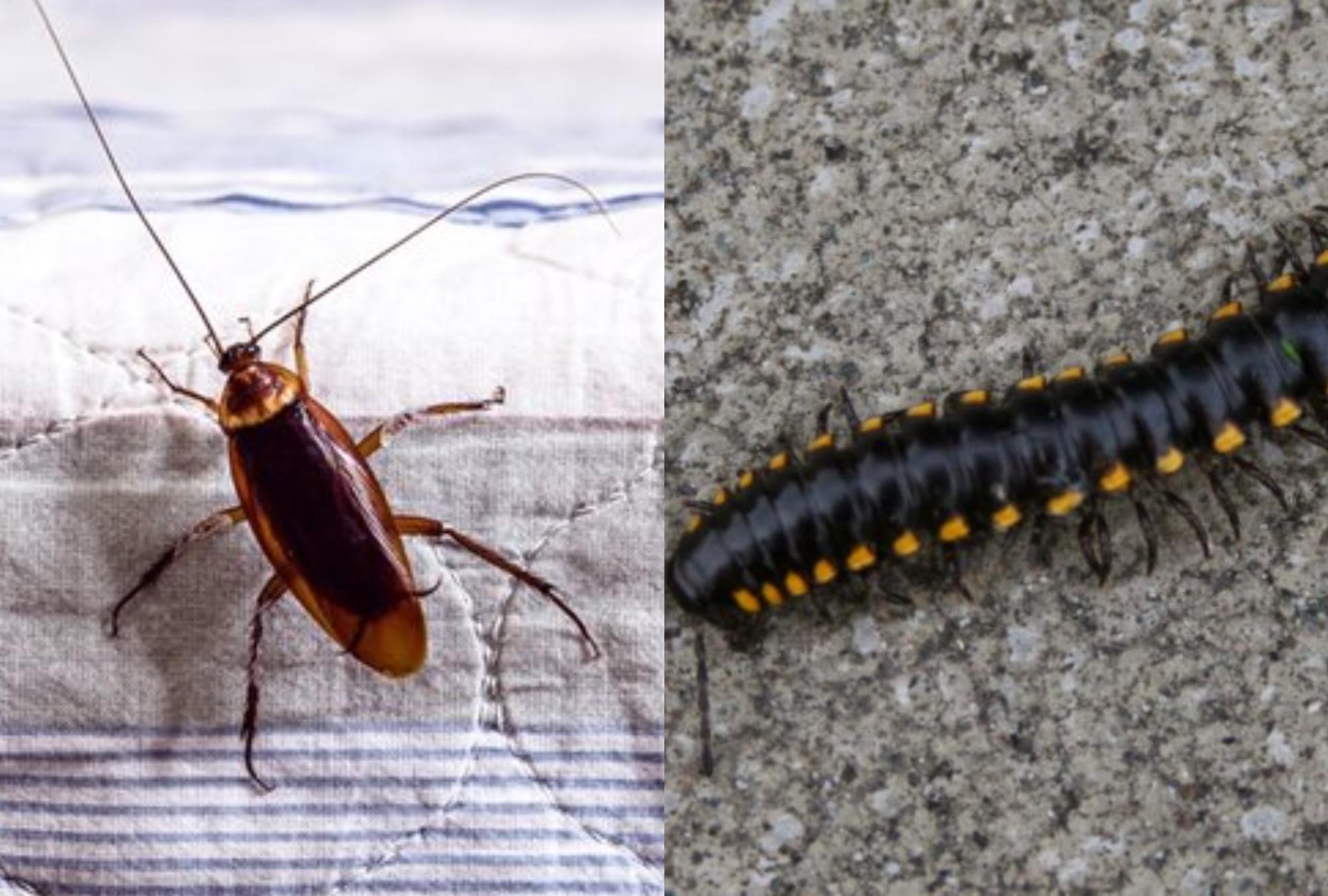 Σαρανταποδαρούσες κατσαρίδες μυρμήγκια και ακόμη 7 ανατριχιαστικά έντομα που φωλιάζουν στο σπίτι: Δείτε πως να τα εξαφανίσετε 