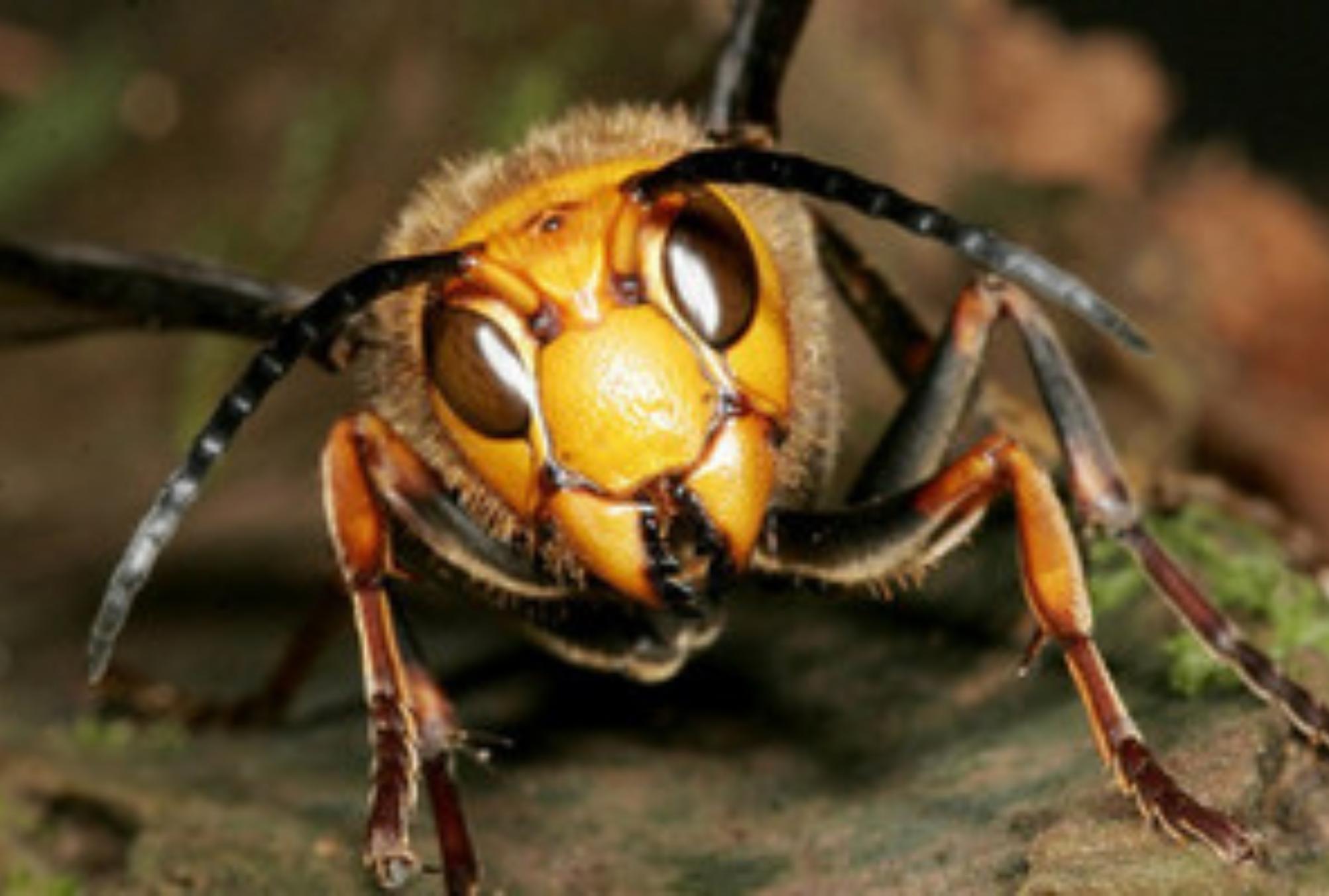 Σαρανταποδαρούσες κατσαρίδες μυρμήγκια και ακόμη 7 ανατριχιαστικά έντομα που φωλιάζουν στο σπίτι: Δείτε πως να τα εξαφανίσετε 