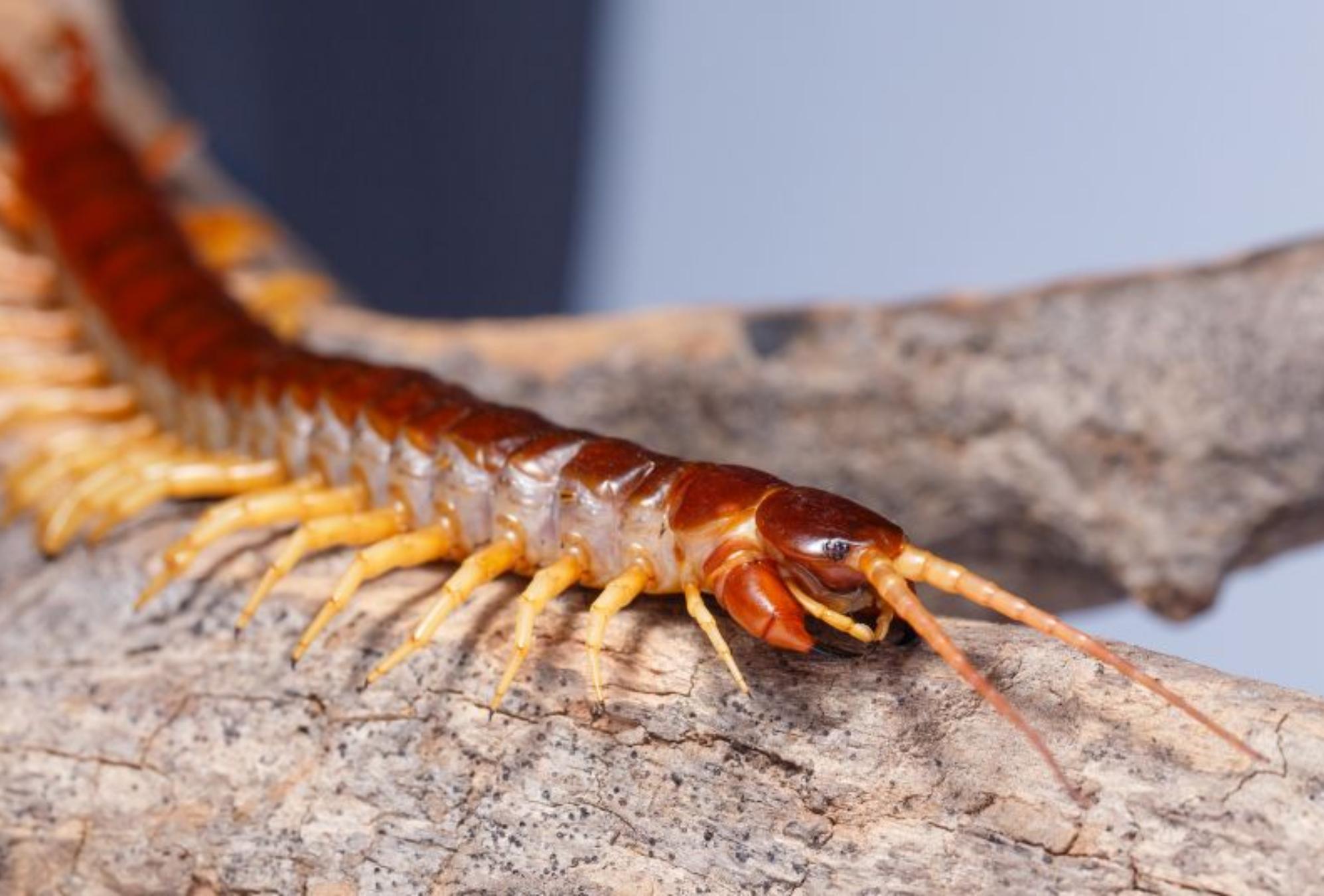 Ανατριχιαστικές Σαρανταποδαρούσες στο σπίτι: Πως να τις εξολοθρεύσετε με απλό τρόπο