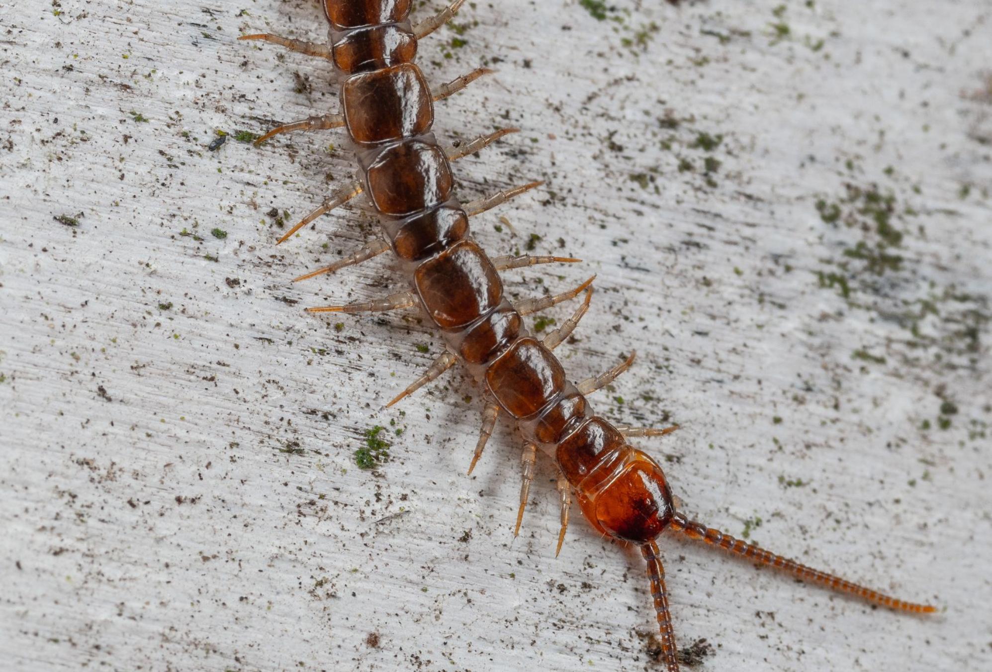 Ανατριχιαστικές Σαρανταποδαρούσες στο σπίτι: Πως να τις εξολοθρεύσετε με απλό τρόπο