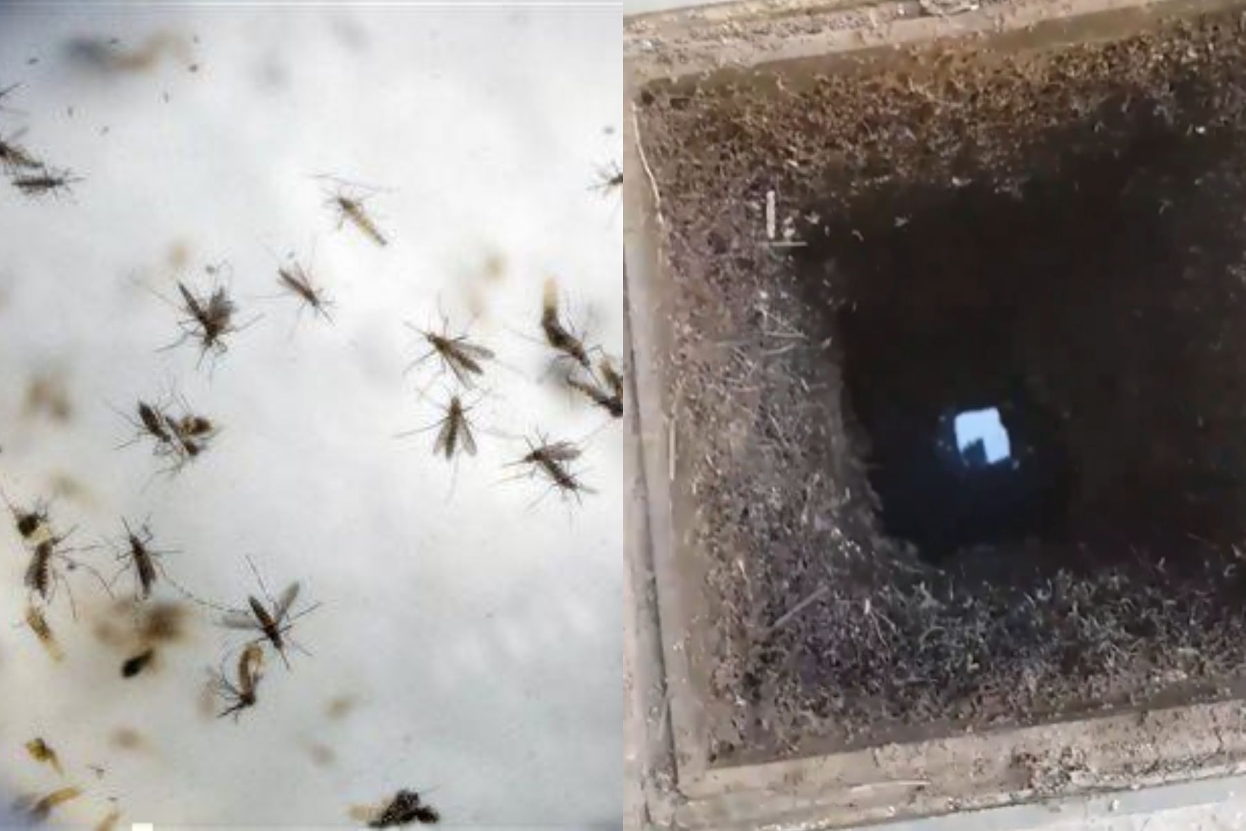 Φωλιά κουνουπιών στο σπίτι: Δείτε πως να απαλλαγείτε πως να την αναγνωρίσετε και πως να τα διώξετε