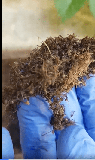 Φωλιά κουνουπιών στο σπίτι: Δείτε πως να απαλλαγείτε πως να την αναγνωρίσετε και πως να τα διώξετε