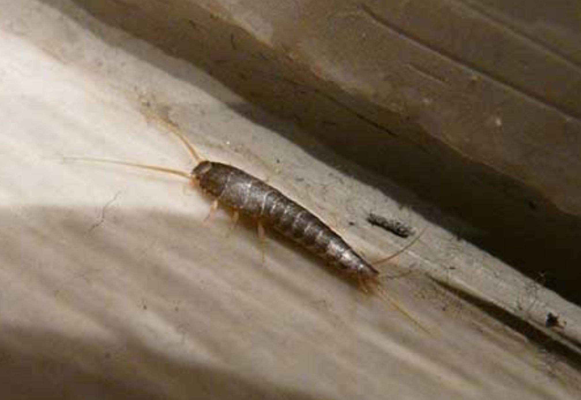 Ψαράκι ή Ασημόψαρο: Αν έχετε υγρασία σκόνη και μούλα τότε κυκλοφορεί στο σπίτι σας – Δείτε πως να το απομακρύνετε μια και καλή