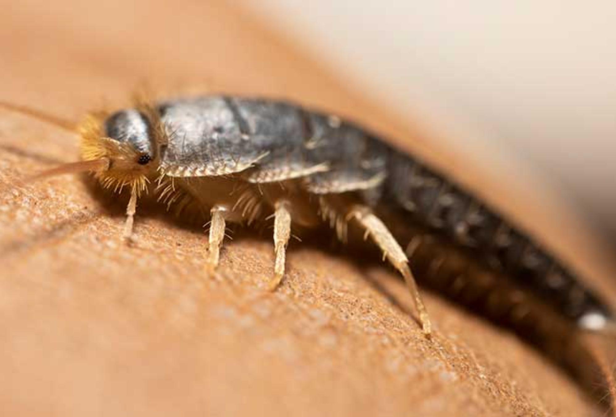 Ψαράκι ή Ασημόψαρο: Αν έχετε υγρασία σκόνη και μούλα τότε κυκλοφορεί στο σπίτι σας – Δείτε πως να το απομακρύνετε μια και καλή