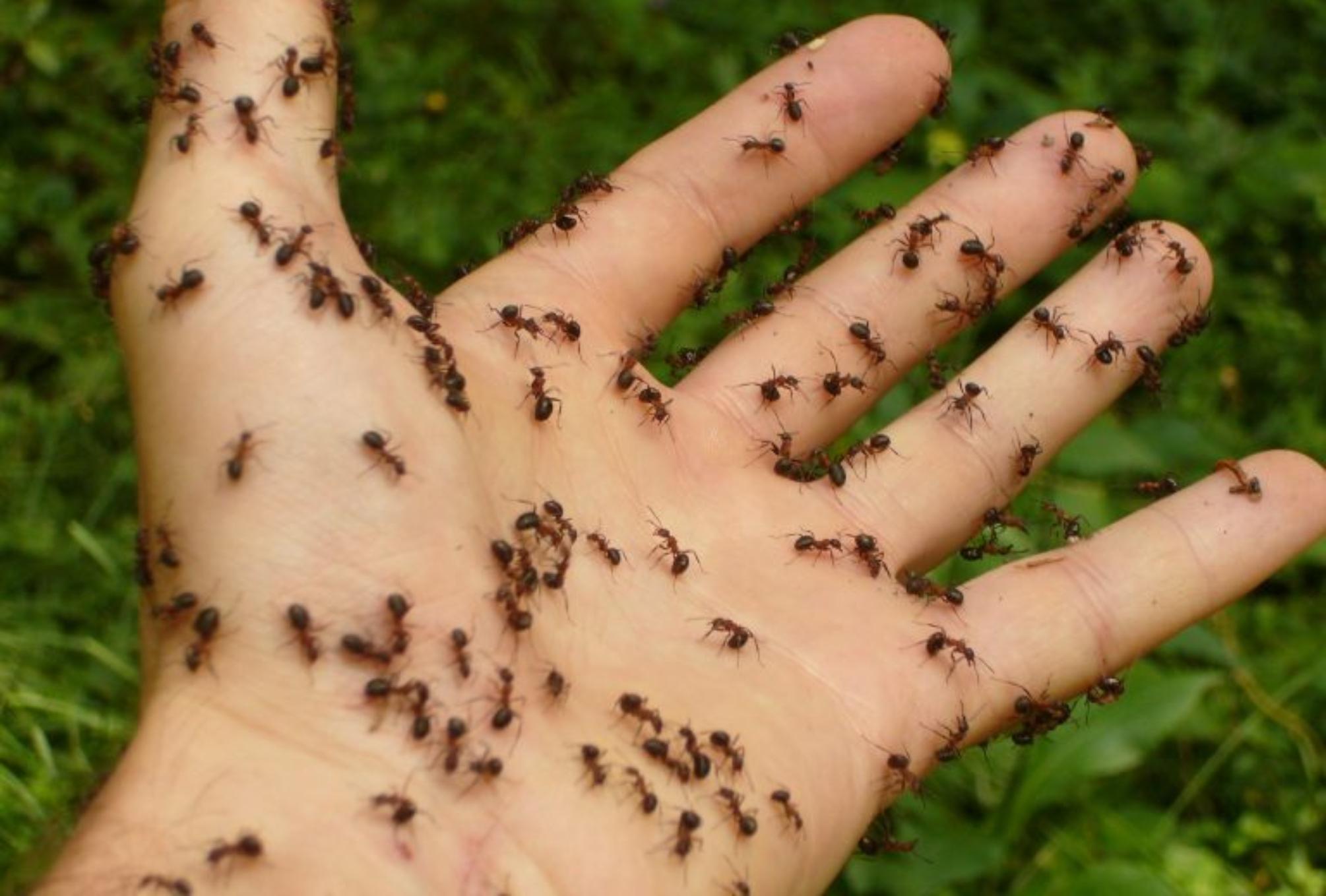 Μυρμήγκια και φωλιές μυρμηγκιών στο σπίτι των χειμώνα: Ο πιο αποτελεσματικός τρόπος για να απαλλαγείτε 