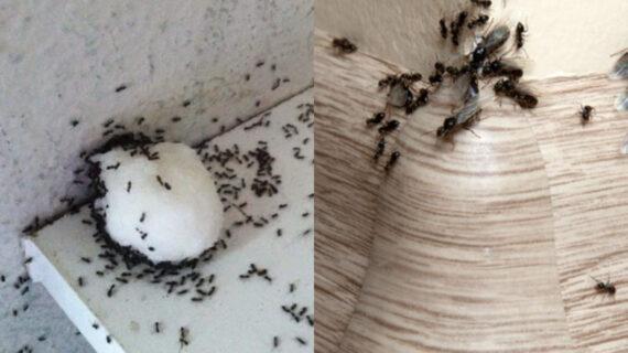 Φωλιές μυρμηγκιών στο σπίτι των χειμώνα: Οι πιο αποτελεσματικοί τρόποι για να απαλλαγείτε 