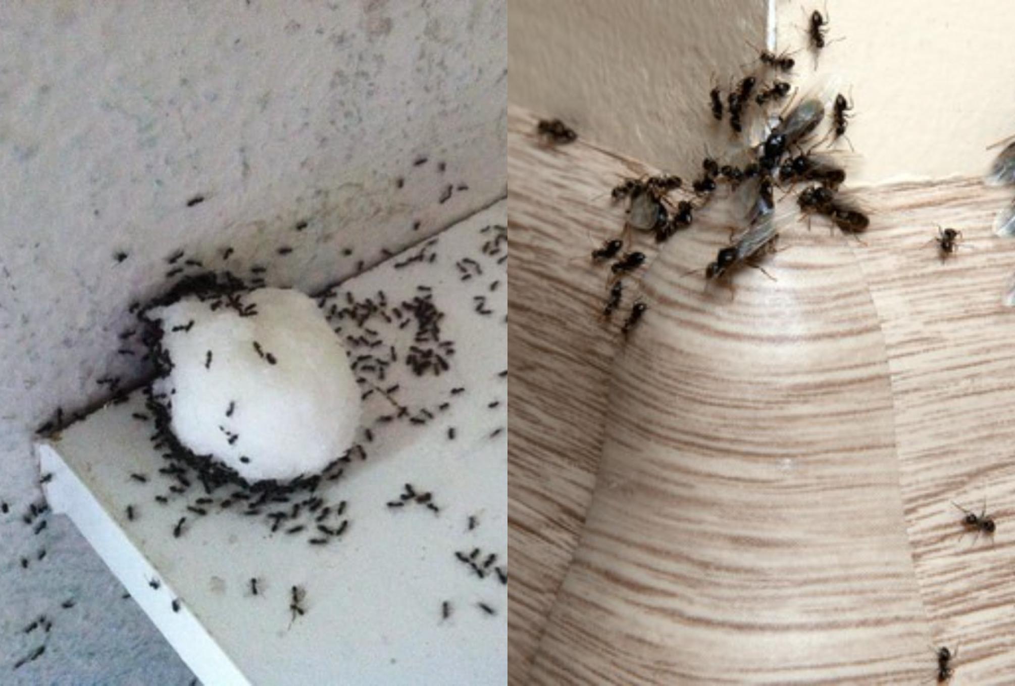 Μυρμήγκια και φωλιές μυρμηγκιών στο σπίτι των χειμώνα: Ο πιο αποτελεσματικός τρόπος για να απαλλαγείτε 