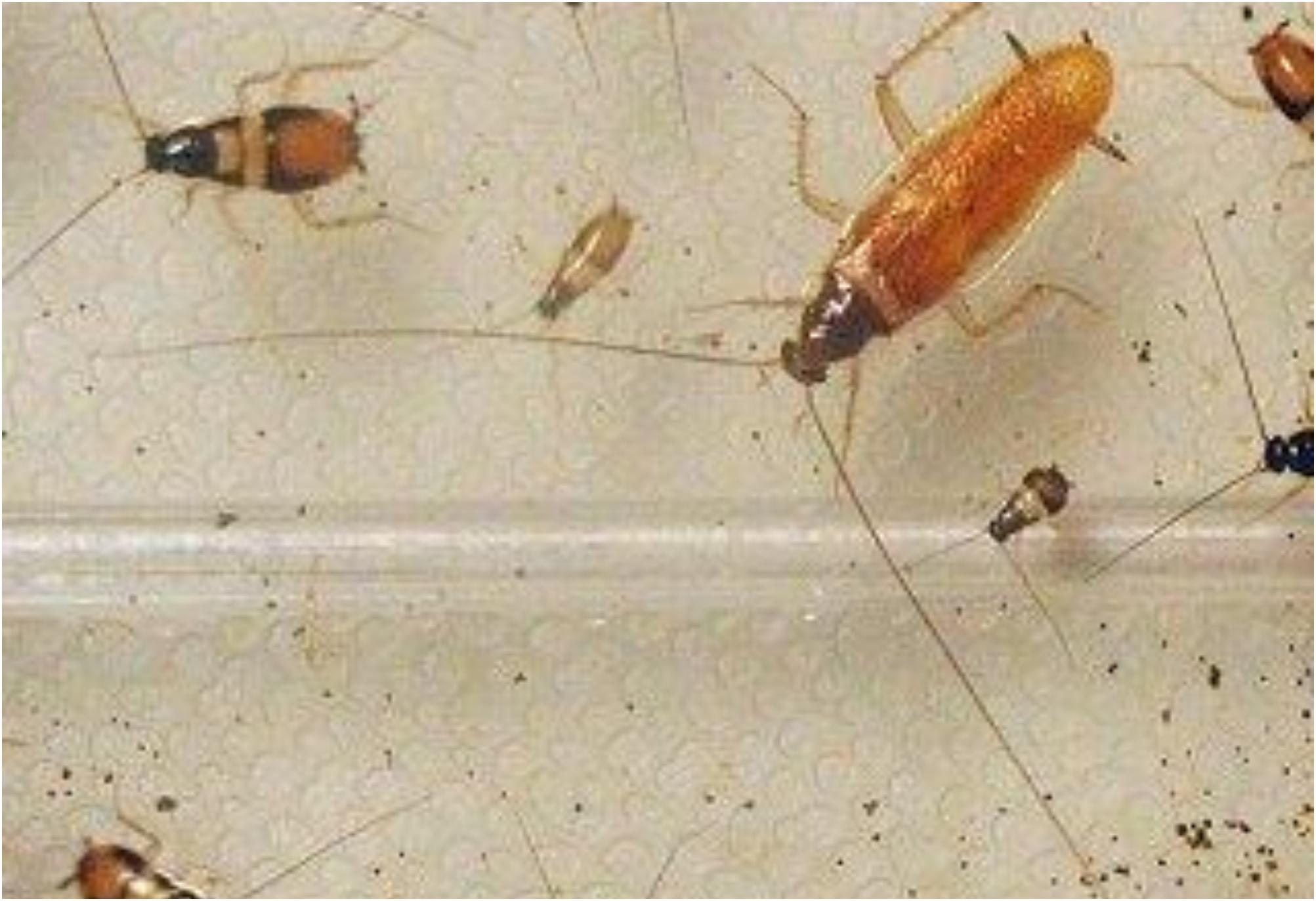 Μικρές ξανθιές κατσαρίδες στην κουζίνα: Πως να απαλλαγείς μια για πάντα