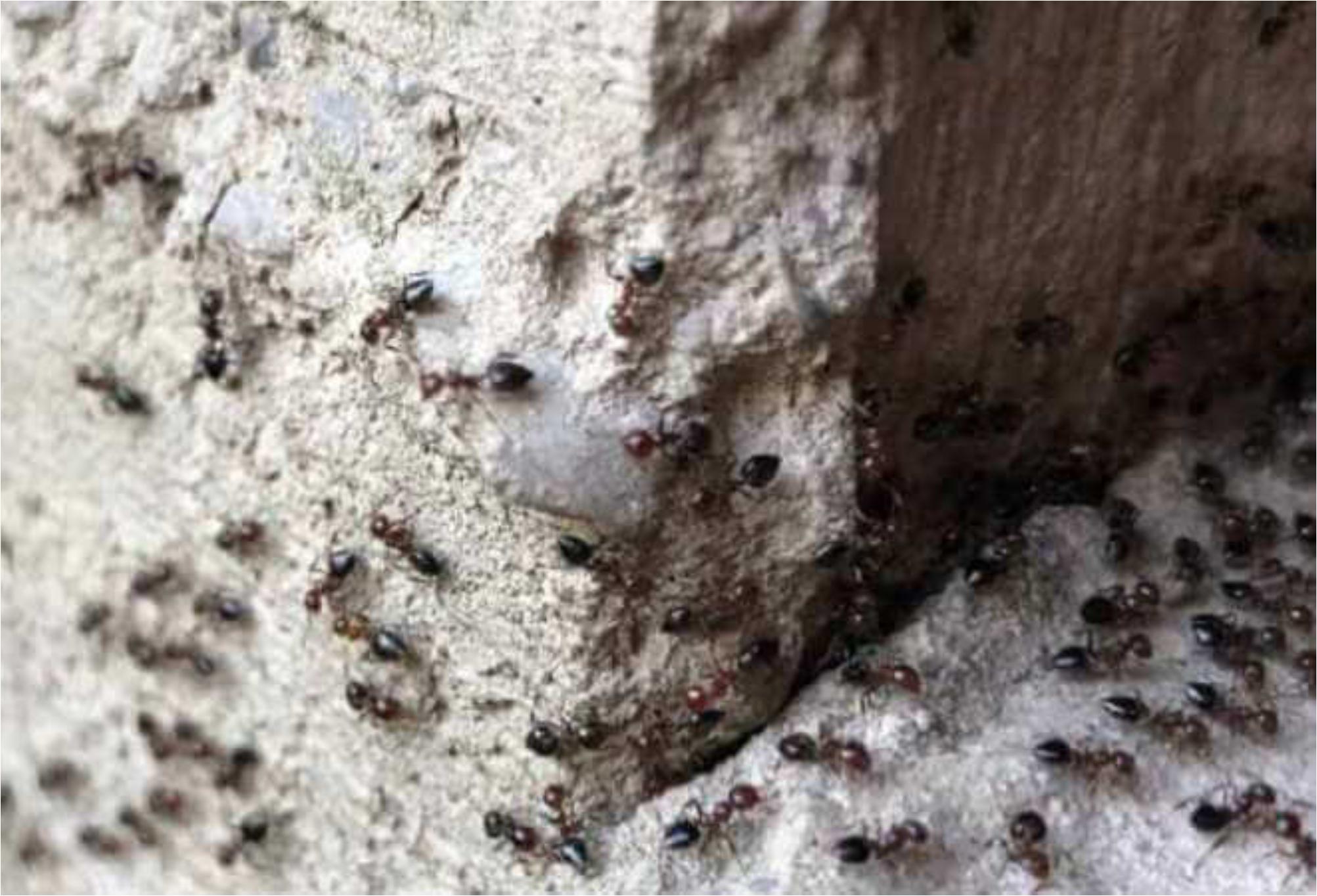  Μυρμήγκια παντού ακόμα και μέσα στους τοίχους: Δείτε πώς να ξεφορτωθείτε οριστικά 