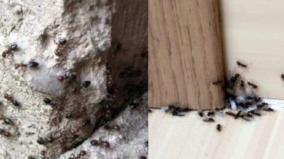  Μυρμήγκια μέσα στους τοίχους: Δείτε πώς κάνουν φωλιές στα ντουβάρια και πως να τα διώξετε