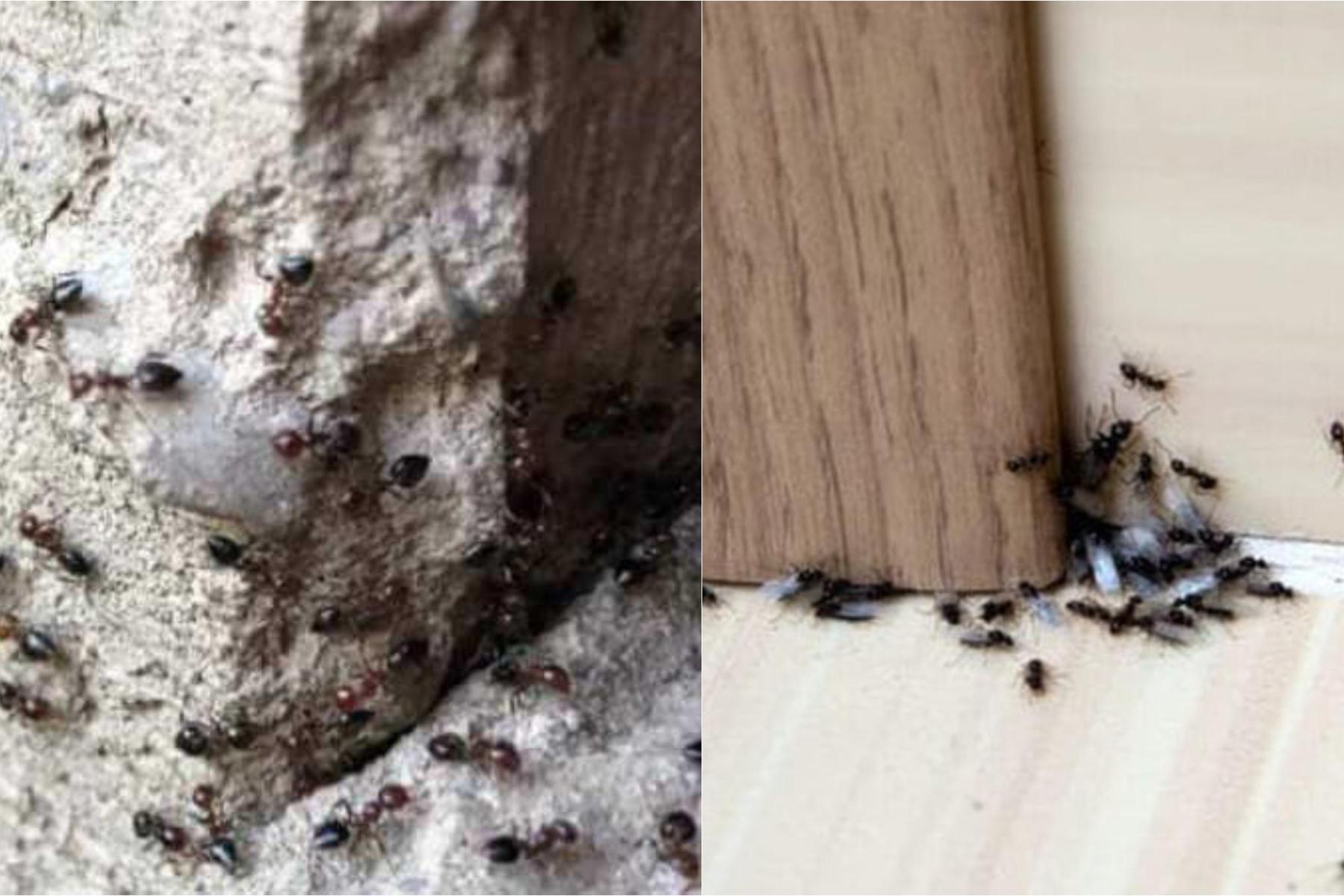  Μυρμήγκια μέσα στους τοίχους: Δείτε πώς να ξεφορτωθείτε οριστικά 