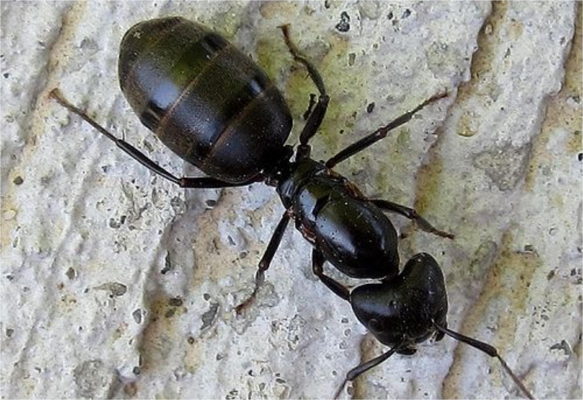 Μυρμήγκια Ξύλου στα έπιπλα και τον πάγκο της κουζίνας: Δείτε πως να απαλλαγείτε