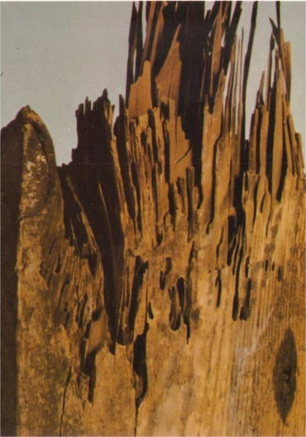 Μυρμήγκια Ξύλου στα έπιπλα και τον πάγκο της κουζίνας: Δείτε πως να απαλλαγείτε