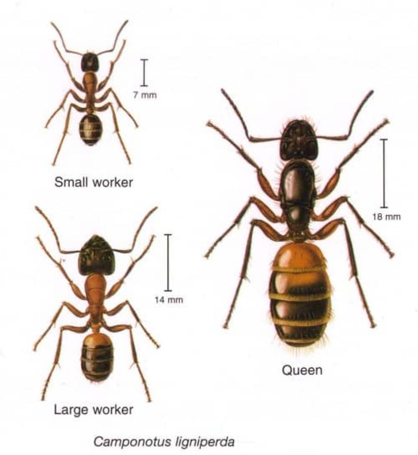Μυρμήγκια Ξύλου στα έπιπλα και τον πάγκο της κουζίνας: Δείτε πως να απαλλαγείτε
