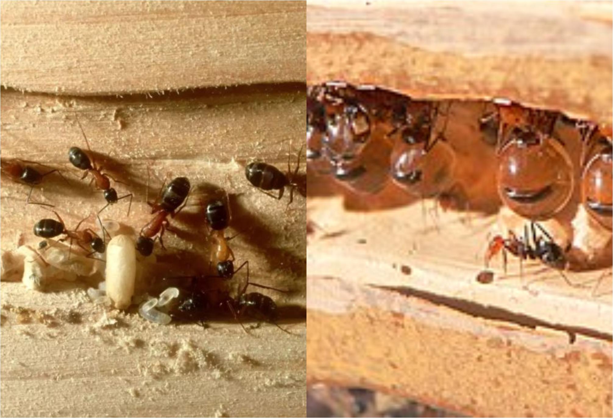 Μυρμήγκια Ξύλου στα έπιπλα και τον πάγκο της κουζίνας: Δείτε πως να απαλλαγείτε