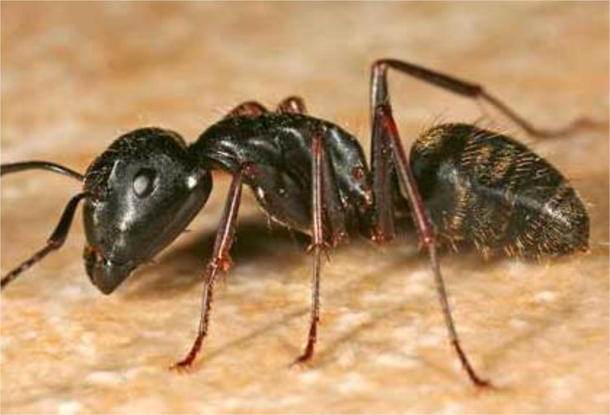 Μυρμήγκια Ξύλου στα έπιπλα και τον πάγκο της κουζίνας: Δείτε πως να απαλλαγείτε