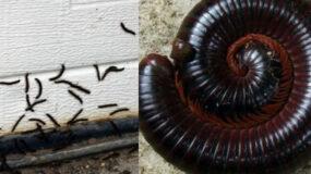 Μαύρα σκουλήκια υγρασίας: Γιατί γεμίζει το σπίτι μετά την βροχή και πως να απαλλαγείτε