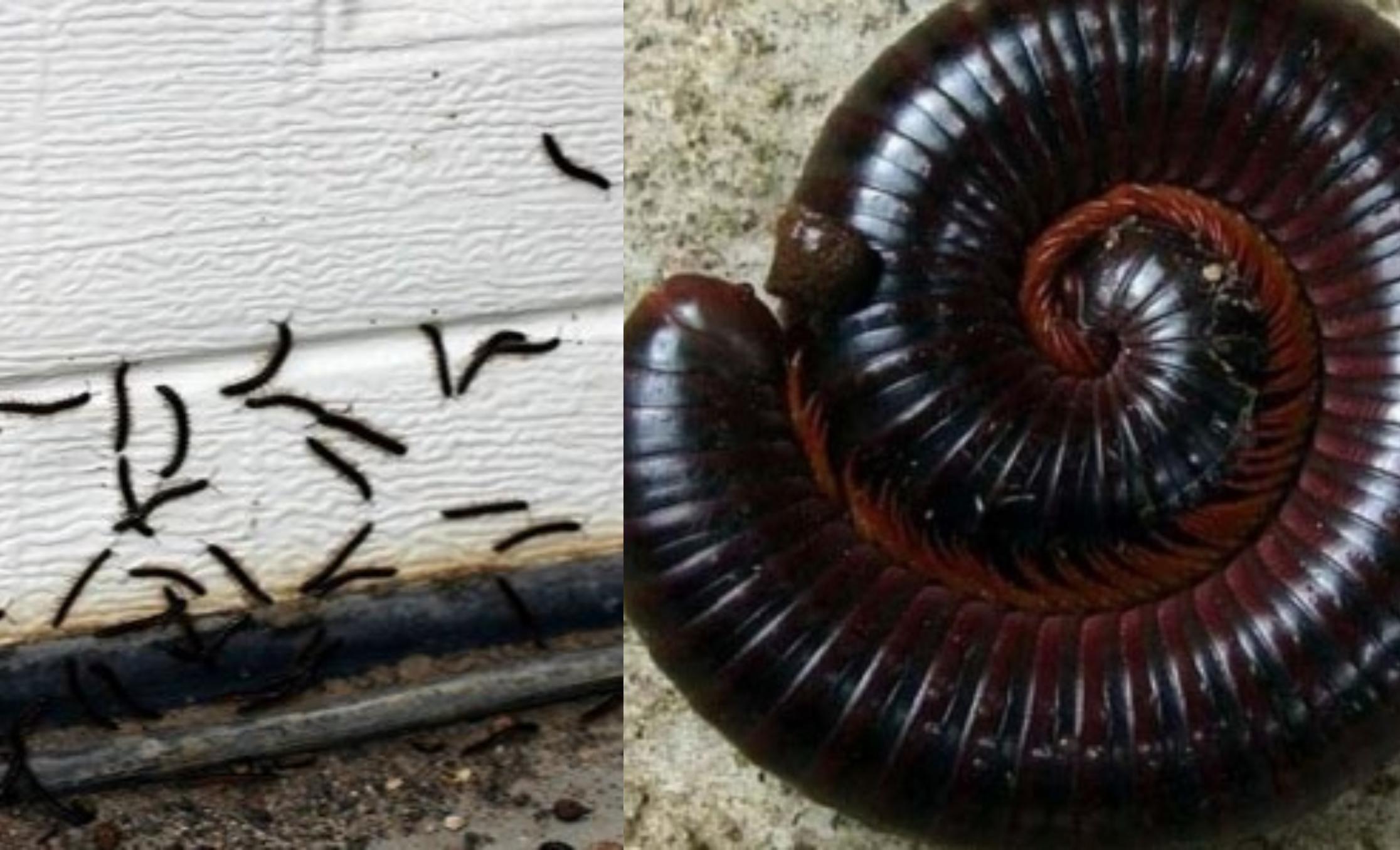 Μαύρα σκουλήκια υγρασίας: Γιατί γεμίζει το σπίτι μετά την βροχή και πως να απαλλαγείτε