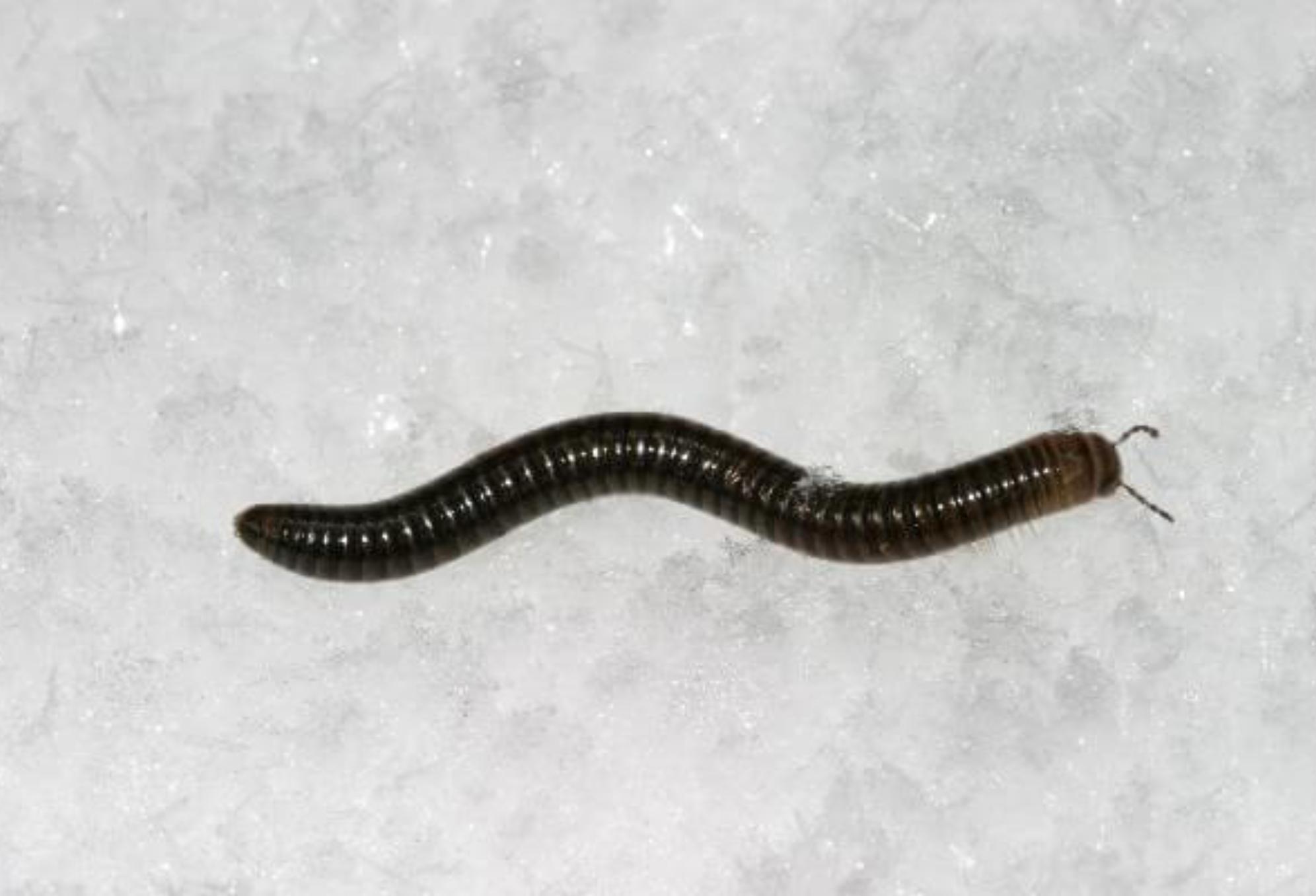 Μαύρα σκουλήκια υγρασίας: Γιατί γεμίζει το σπίτι μετά την βροχή και πως να απαλλαγείτε