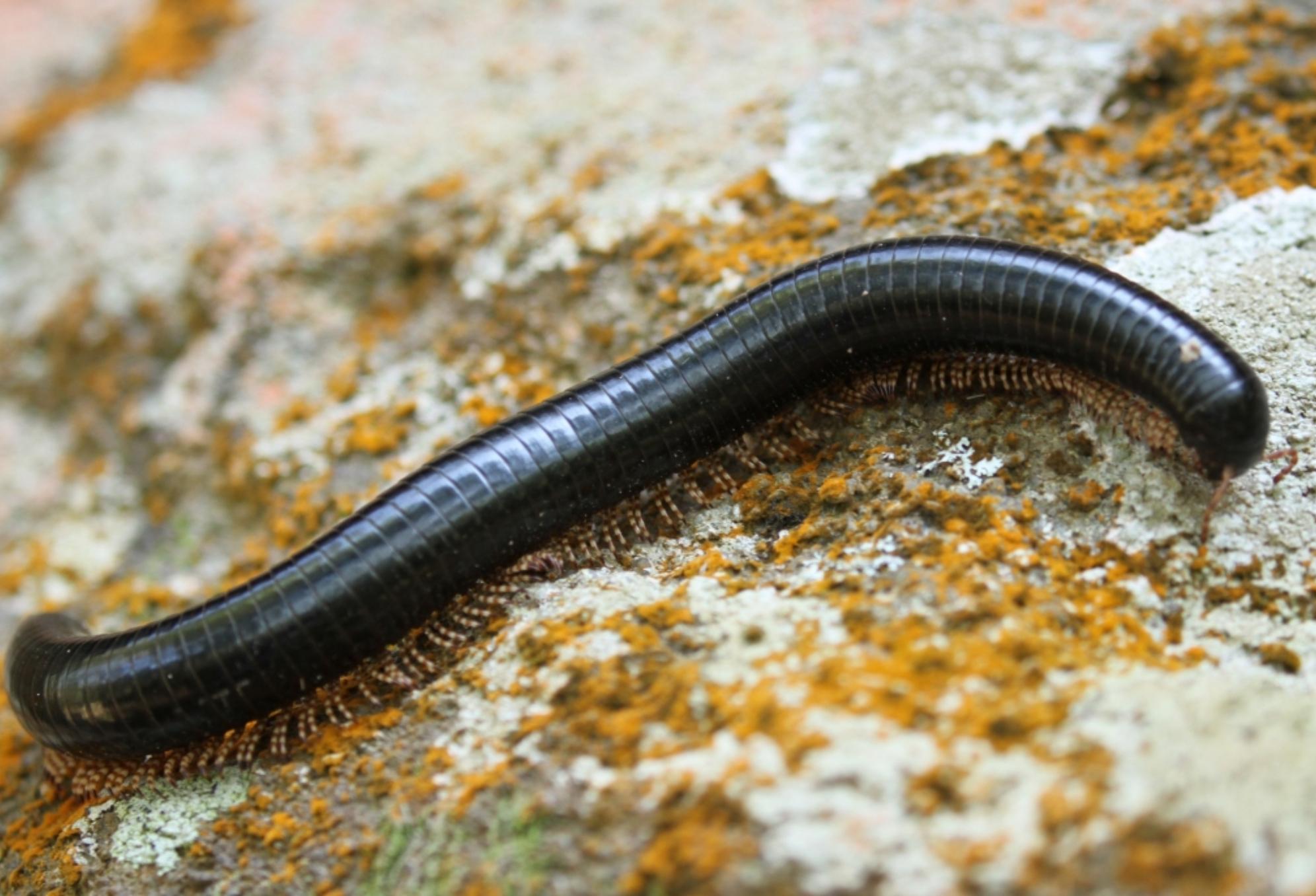 Μαύρα σκουλήκια υγρασίας: Γιατί γεμίζει το σπίτι μετά την βροχή και πως να απαλλαγείτε