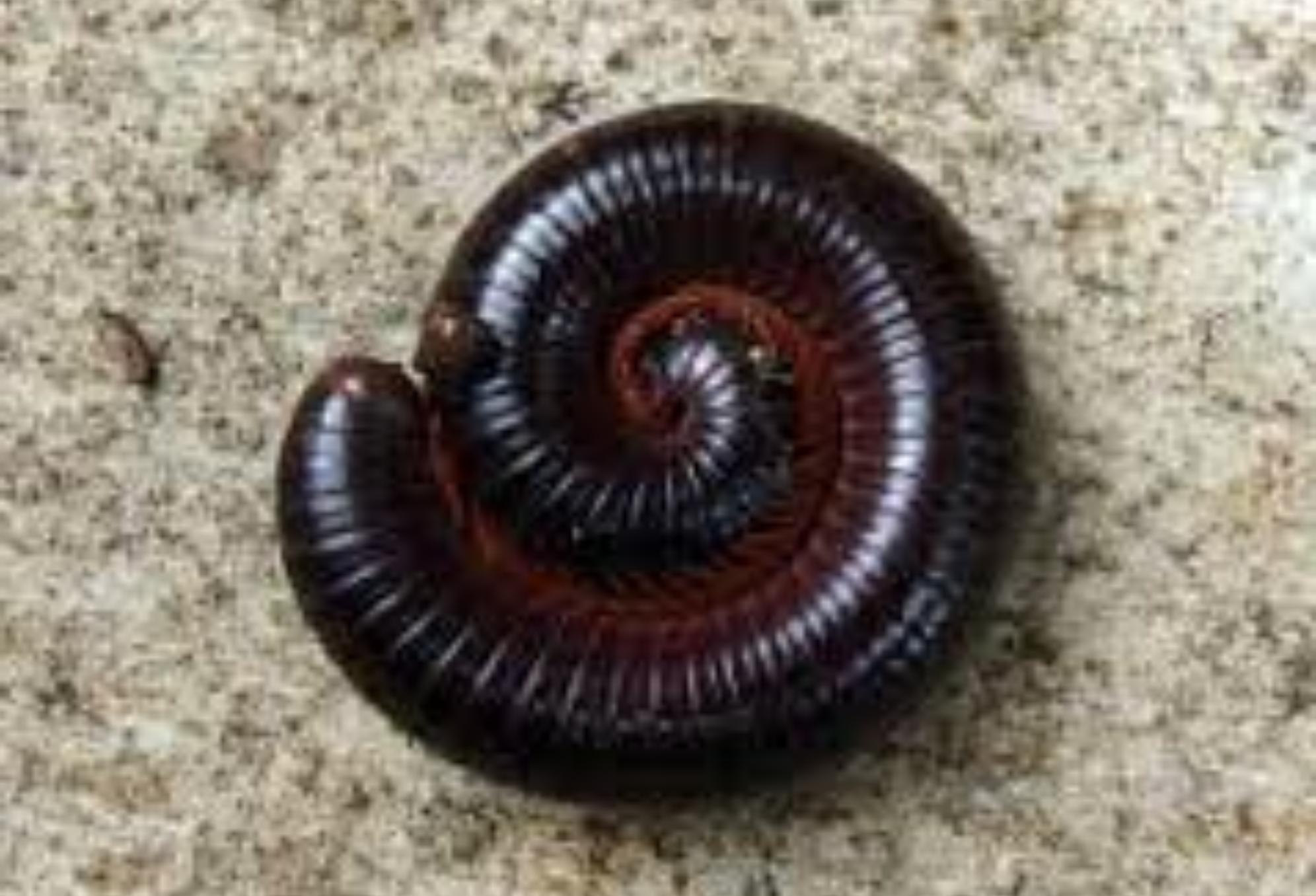 Μαύρα σκουλήκια υγρασίας: Γιατί γεμίζει το σπίτι μετά την βροχή και πως να απαλλαγείτε