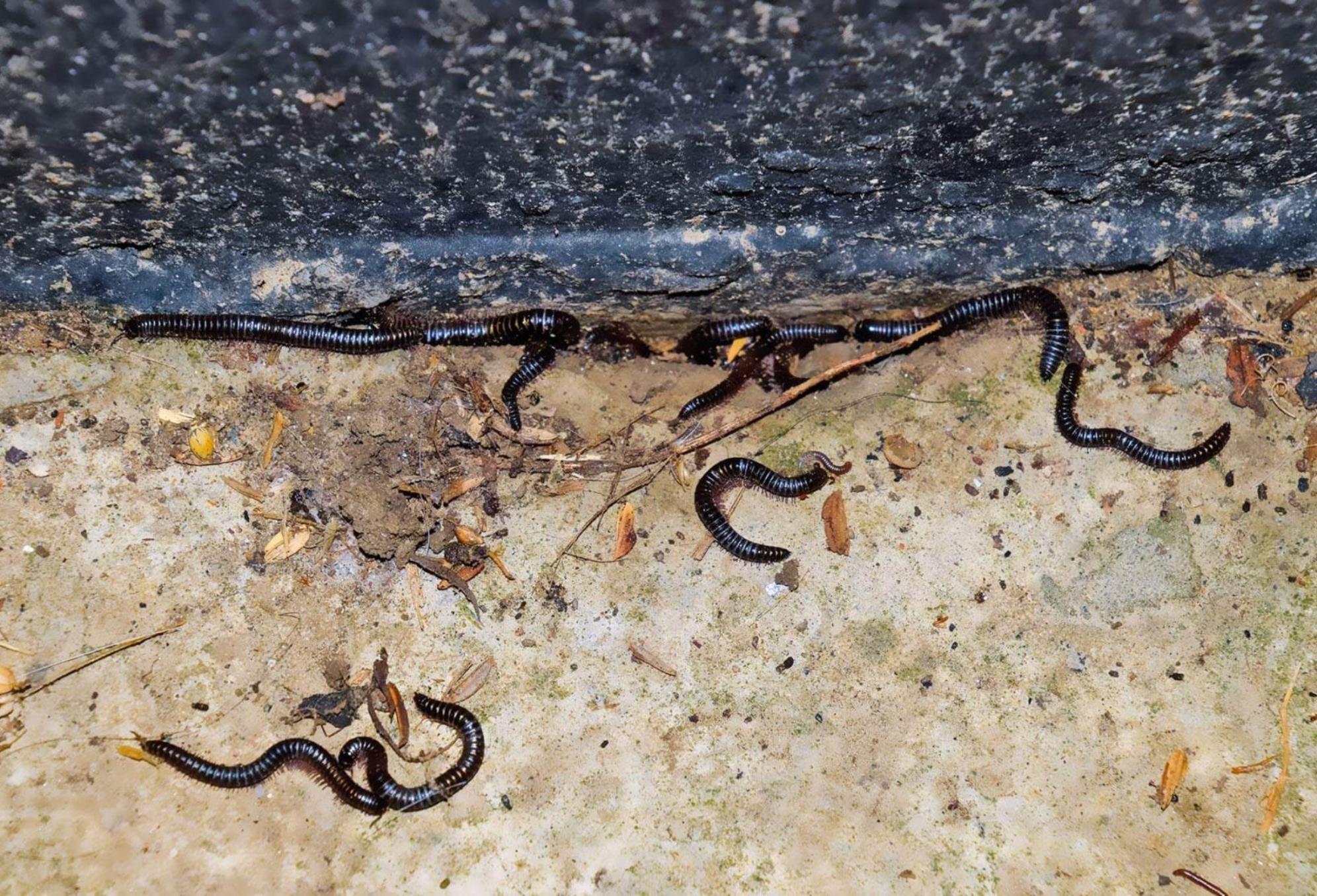 Μαύρα σκουλήκια υγρασίας: Γιατί γεμίζει το σπίτι μετά την βροχή και πως να απαλλαγείτε