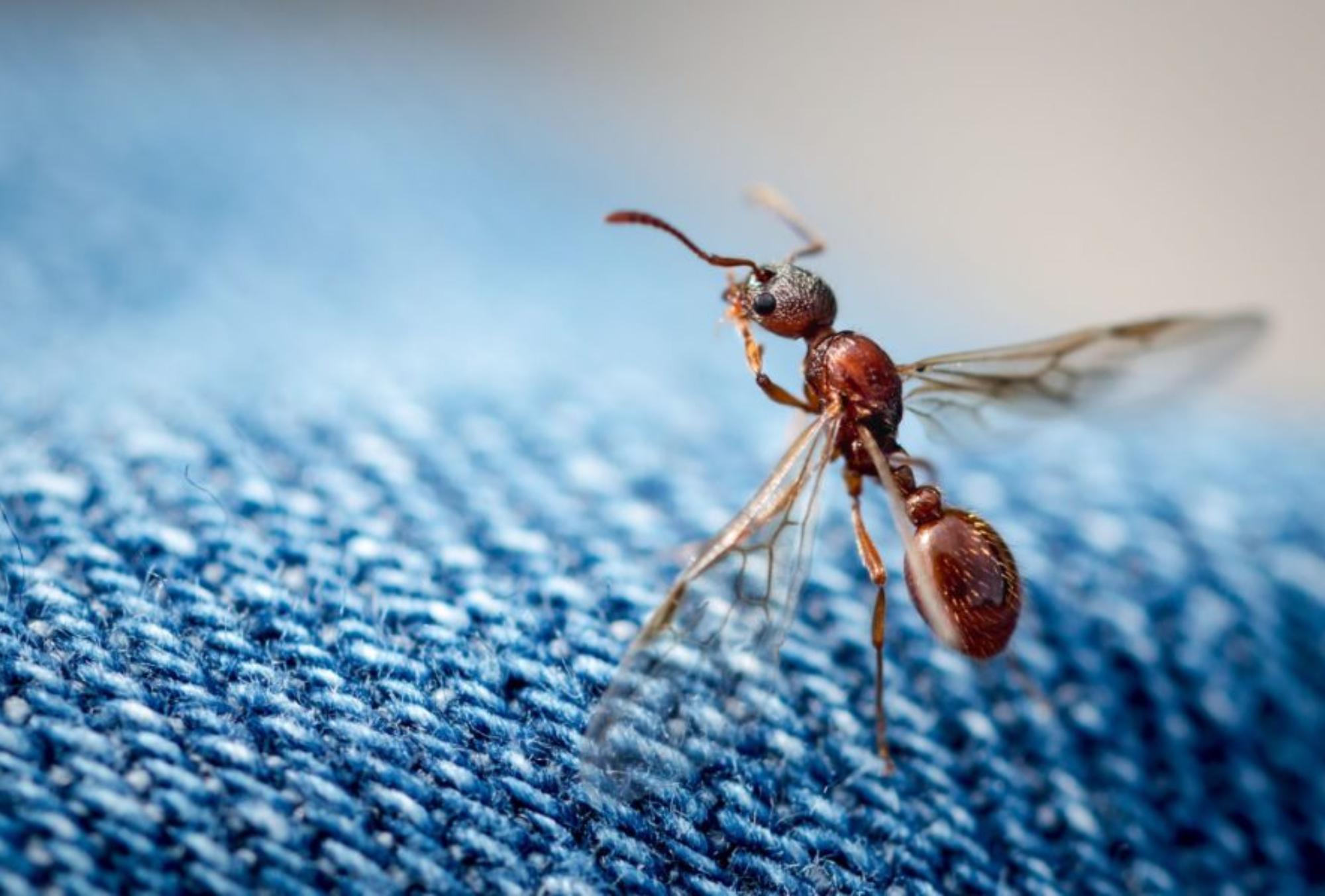 Μυρμήγκια με φτερά που πολλαπλασιάζονται ανεξέλεγκτα στο σπίτι: Δείτε πως να τα εξαφανίσετε με τον πιο αποτελεσματικό τρόπο
