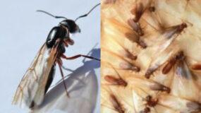 Μυρμήγκια με φτερά που πολλαπλασιάζονται ανεξέλεγκτα στο σπίτι: Δείτε πως να τα εξαφανίσετε με τον πιο αποτελεσματικό τρόπο