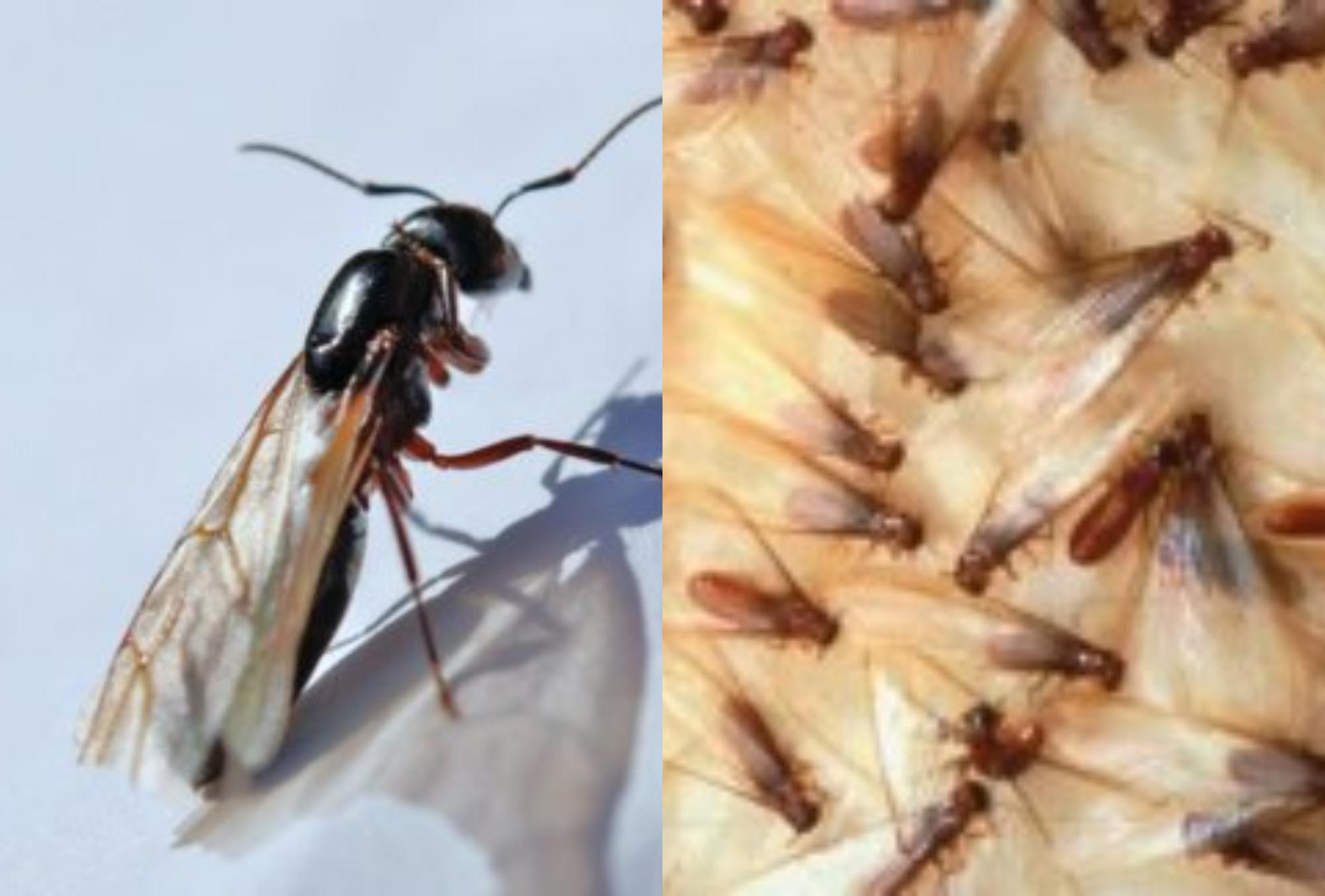 Μυρμήγκια με φτερά που πολλαπλασιάζονται ανεξέλεγκτα στο σπίτι: Δείτε πως να τα εξαφανίσετε με τον πιο αποτελεσματικό τρόπο