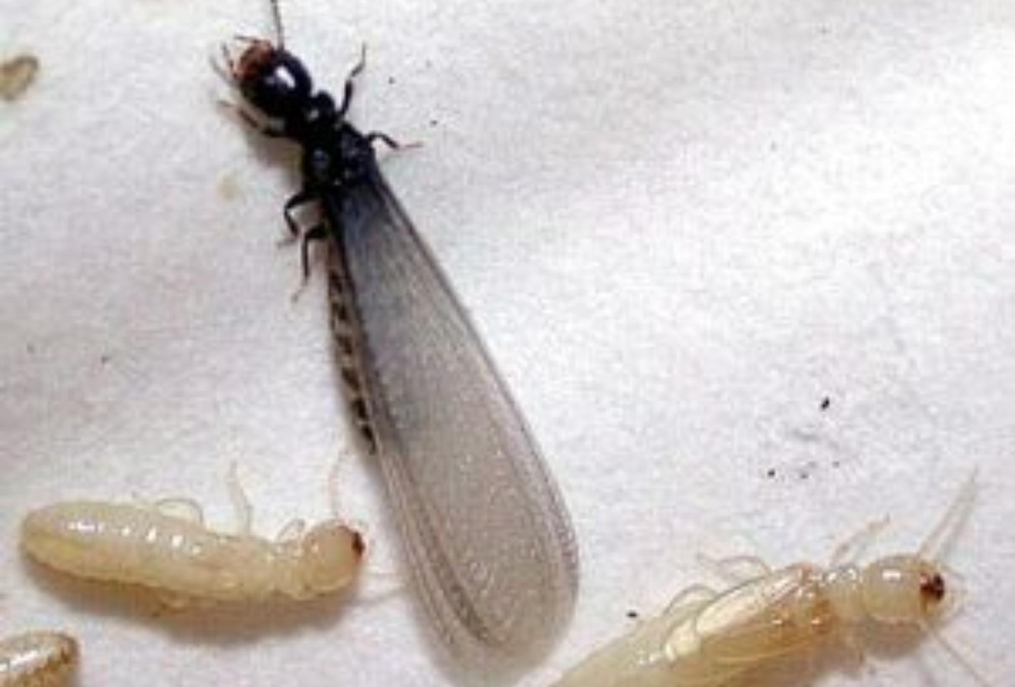 Μυρμήγκια με φτερά που πολλαπλασιάζονται ανεξέλεγκτα στο σπίτι: Δείτε πως να τα εξαφανίσετε με τον πιο αποτελεσματικό τρόπο