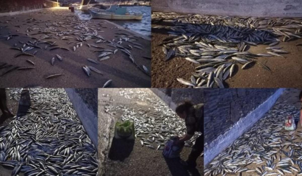 Βγήκαν Σαρδέλες στη στεριά σε Άνδρο και Κουφονήσια