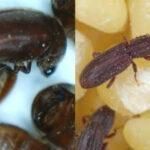 Έντομα αποθηκών και τροφίμων: Μικρά και μεγάλα έντομα στην αποθήκη ή το πατάρι σας – Εξαφανίστε τα μια και καλή