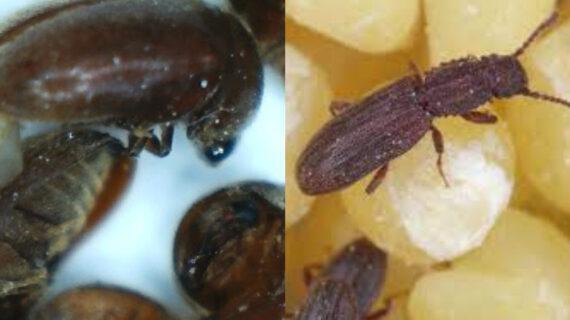 Έντομα αποθηκών και τροφίμων: Ποιά είναι και πως να τα εξαφανίστε τα μια και καλή από την αποθήκη και το πατάρι