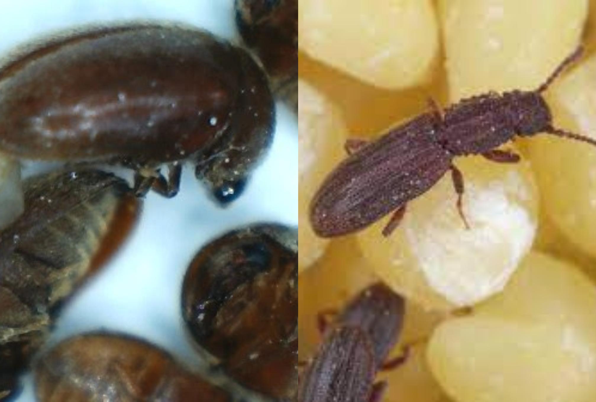 Έντομα αποθηκών και τροφίμων: Μικρά και μεγάλα έντομα στην αποθήκη ή το πατάρι σας – Εξαφανίστε τα μια και καλή