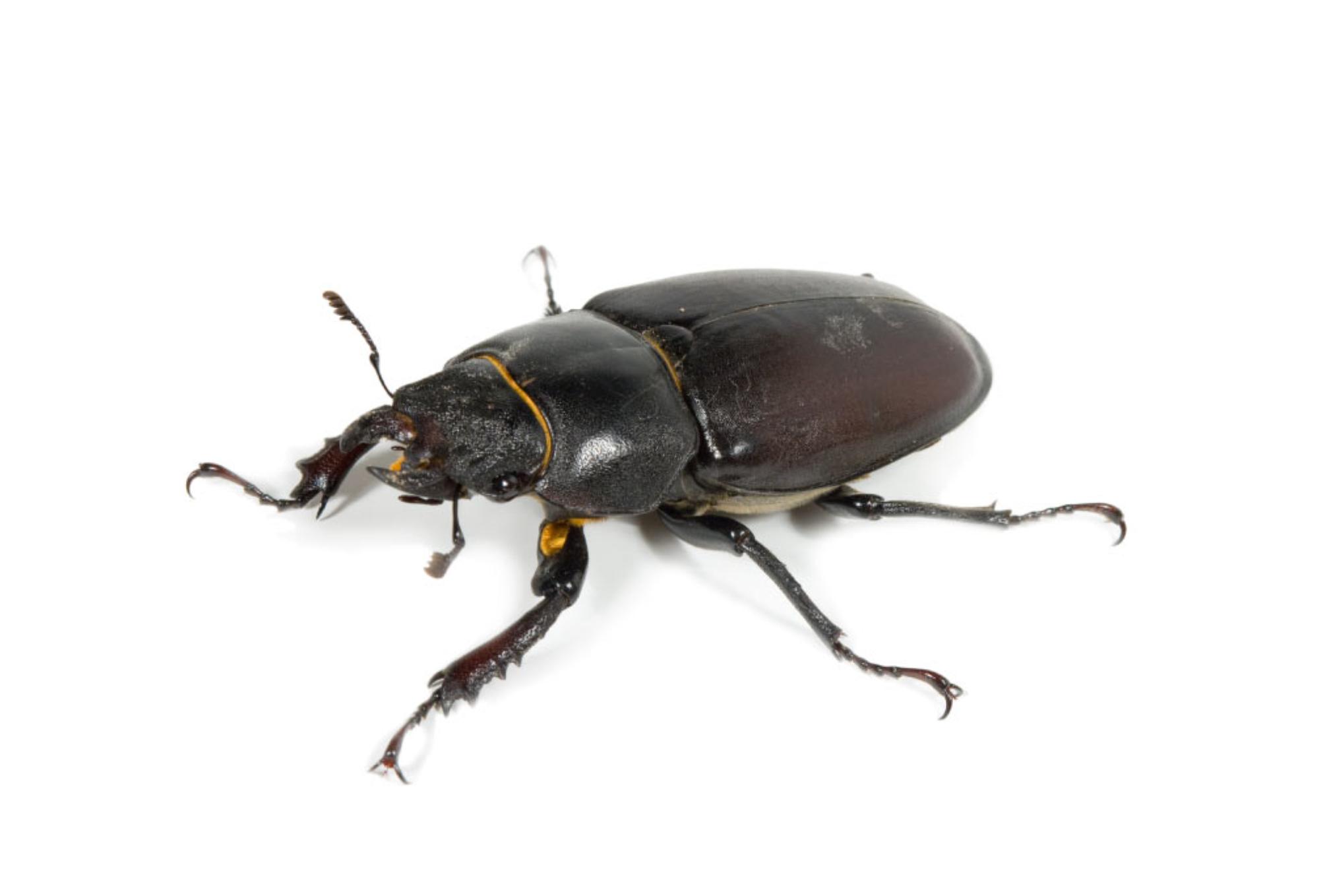 Έντομα αποθηκών και τροφίμων: Μικρά και μεγάλα έντομα στην αποθήκη ή το πατάρι σας – Εξαφανίστε τα μια και καλή