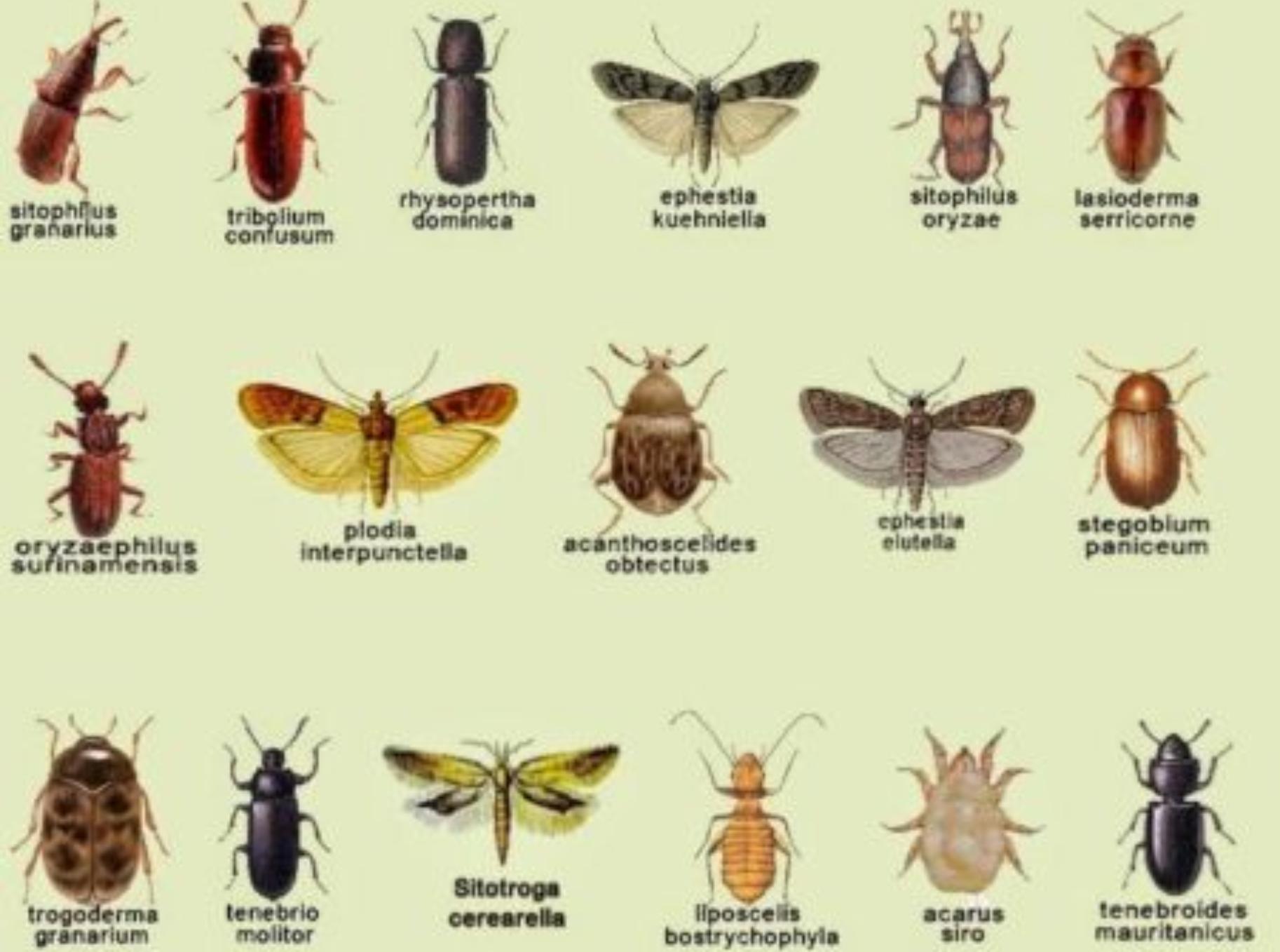 Έντομα αποθηκών και τροφίμων: Μικρά και μεγάλα έντομα στην αποθήκη ή το πατάρι σας – Εξαφανίστε τα μια και καλή