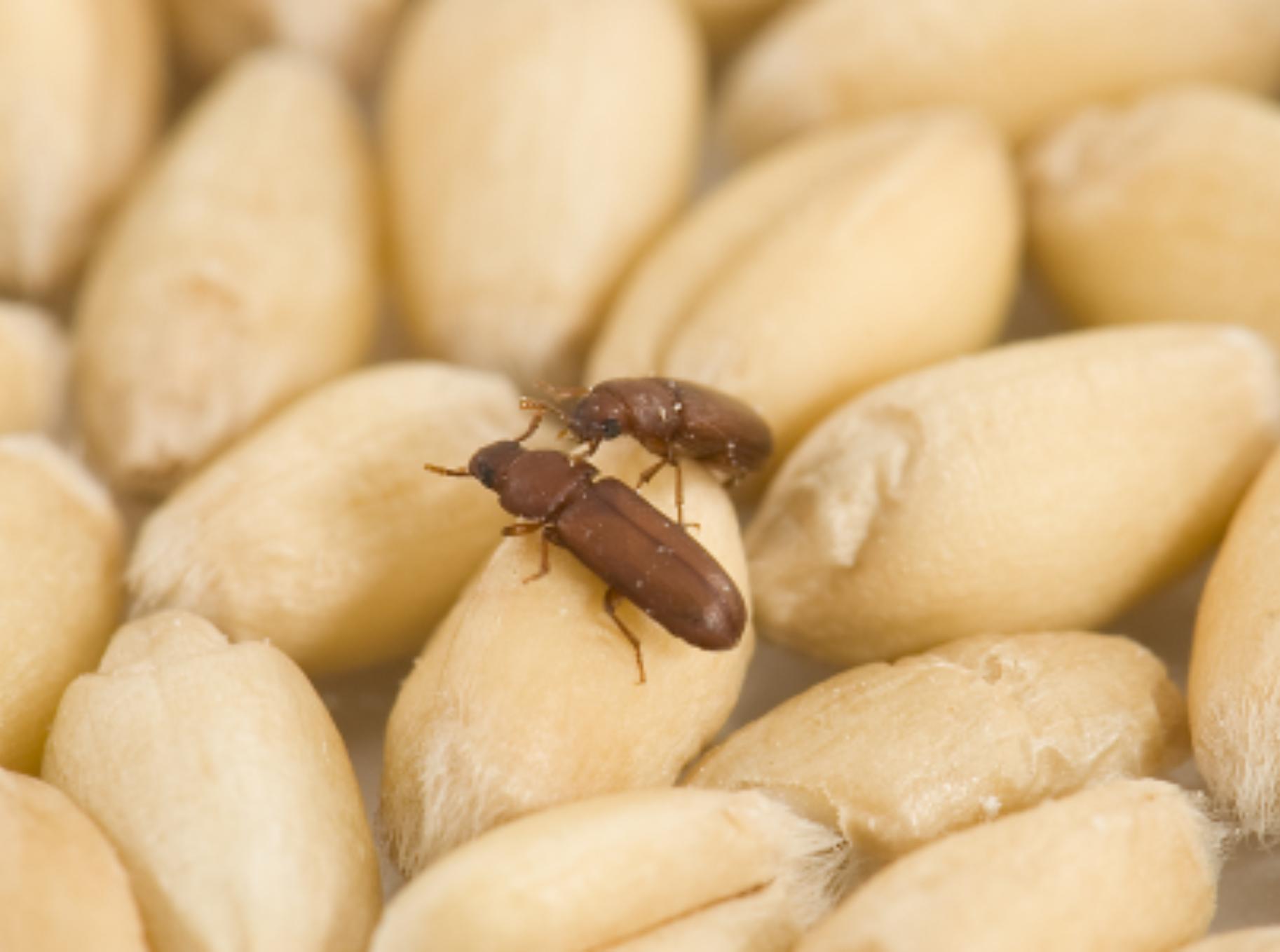 Έντομα αποθηκών και τροφίμων: Μικρά και μεγάλα έντομα στην αποθήκη ή το πατάρι σας – Εξαφανίστε τα μια και καλή