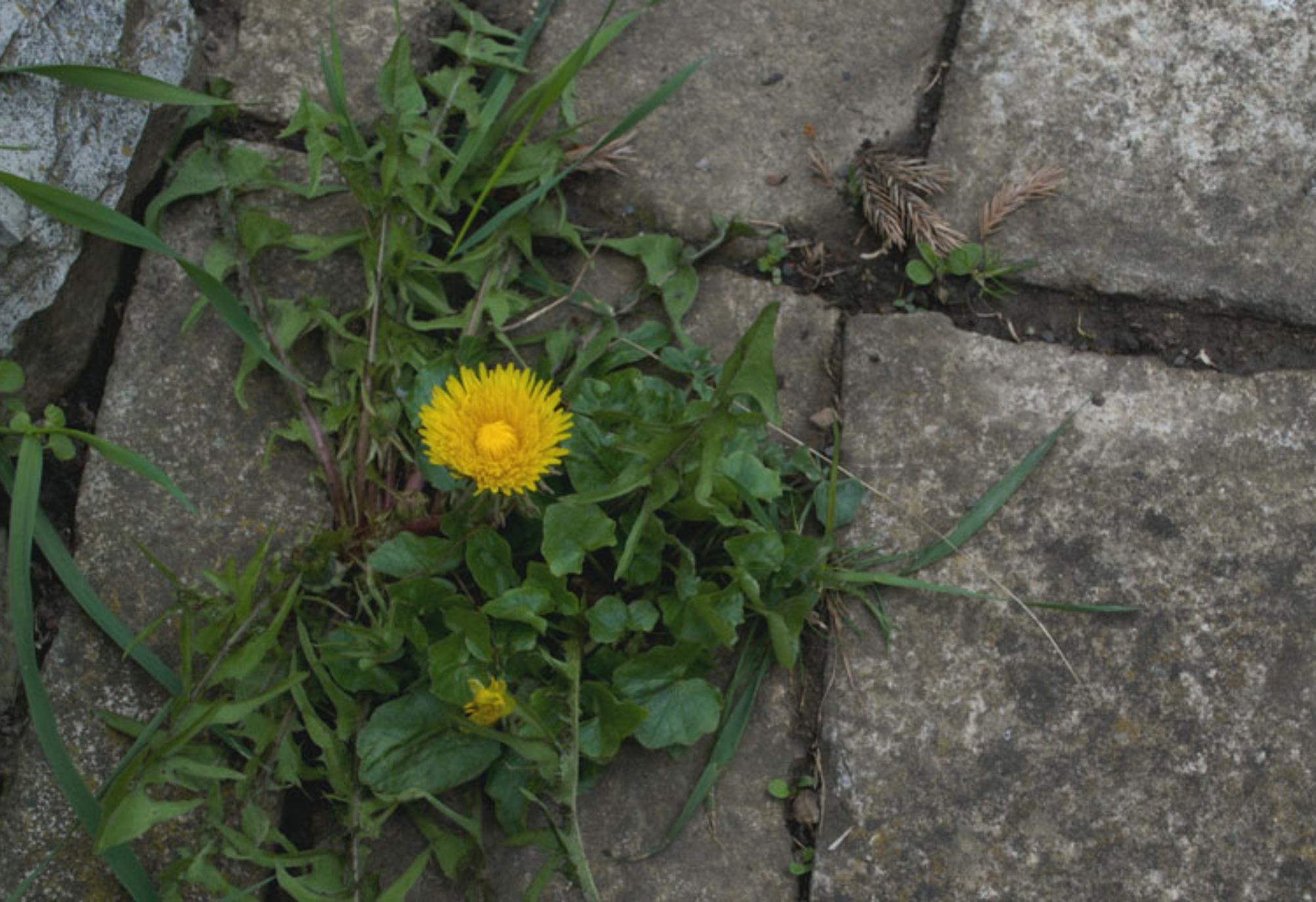 Πρασινάδα μούχλα και λεκέδες από σάπια φύλλα στις πλάκες εξωτερικού χώρου: Κάντε τες σαν καινούριες χωρίς κόπο 