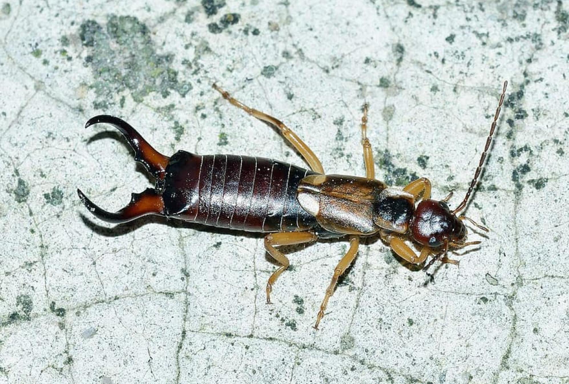 Ψαλίδες στο σπίτι και στα φρεσκοπλυμένα ρούχα: Δείτε πως να τις εξαφανίσετε