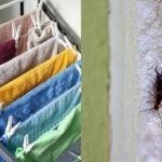 Ψαλίδες που κρύβονται στα απλωμένα ρούχα: Δείτε πως να τις εξαφανίσετε οριστικά