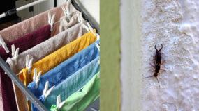 Ψαλίδες που κρύβονται στα απλωμένα ρούχα: Δείτε πως να τις εξαφανίσετε οριστικά