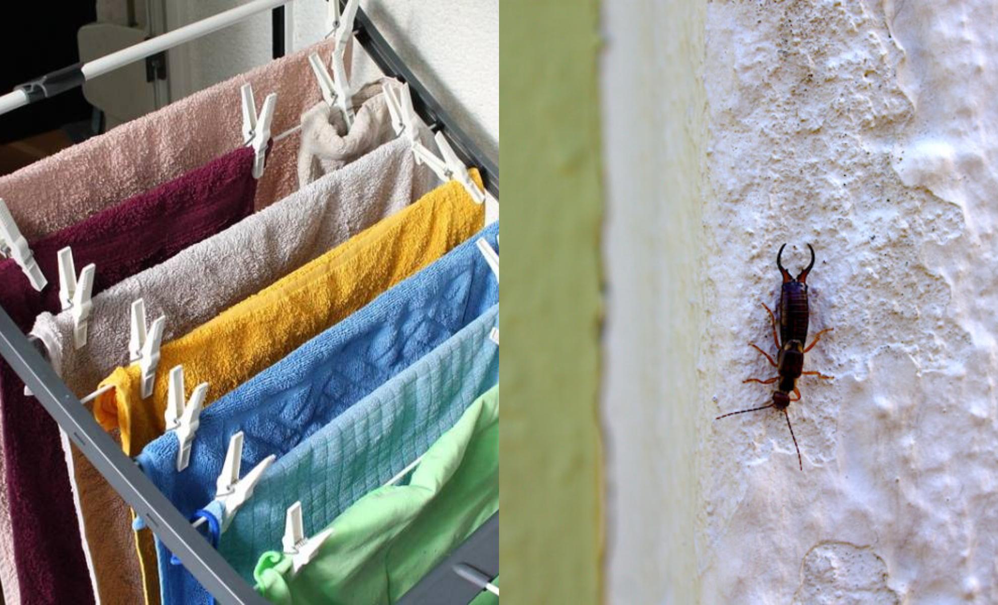 Ψαλίδες που κρύβονται στα απλωμένα ρούχα: Δείτε πως να τις εξαφανίσετε οριστικά