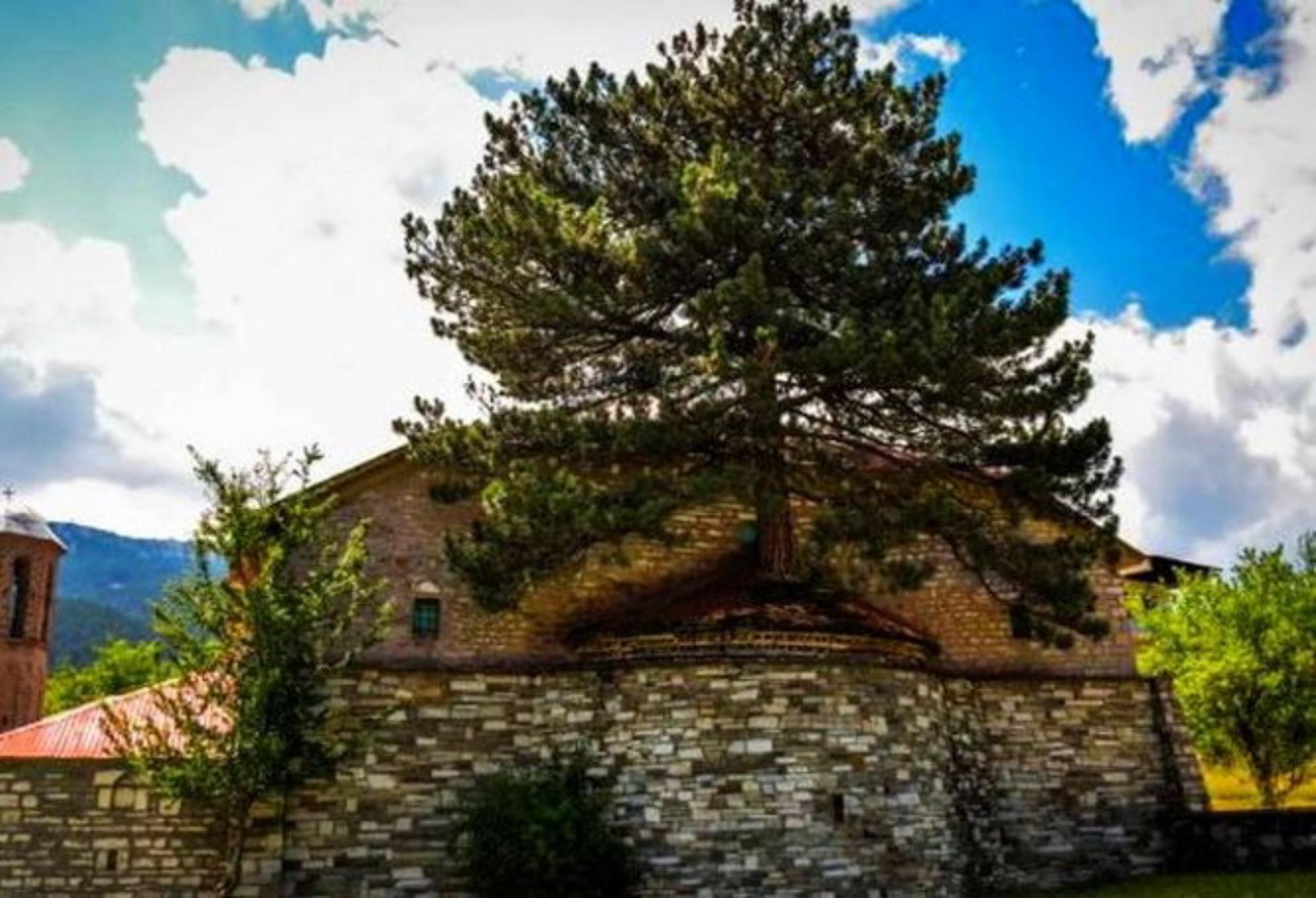 Γρεβενά – Μεγάλη Παναγιά: Το αιωνόβιο πεύκο που έχει τις ρίζες του στην σκεπή της εκκλησίας