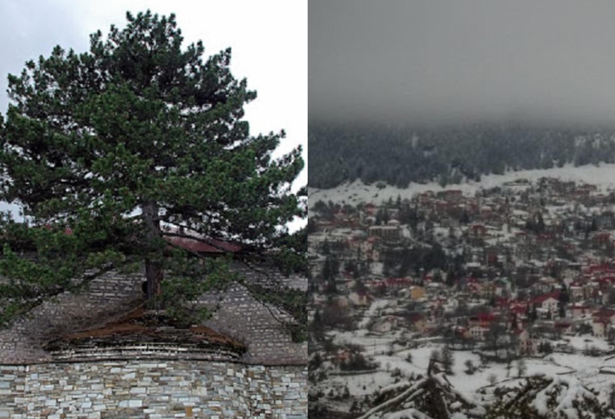 Γρεβενά – Μεγάλη Παναγιά: Το αιωνόβιο πεύκο που έχει τις ρίζες του στην σκεπή της εκκλησίας