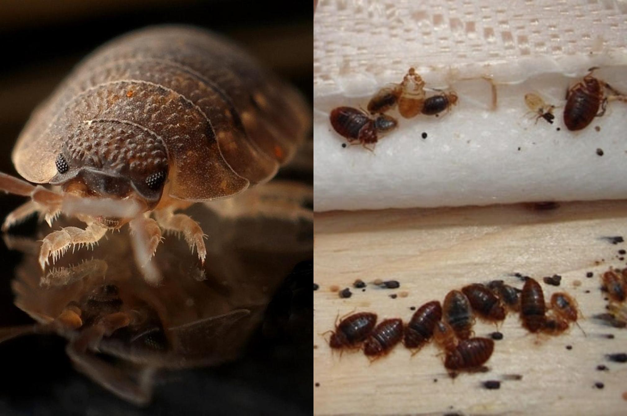 Εκτός από τα ακάρεα αυτά είναι τα επικίνδυνα έντομα και όχι μόνο που κρύβονται στο στρώμα σου: Τσιμπάν δηλητηριάζουν και απειλούν την υγεία σου