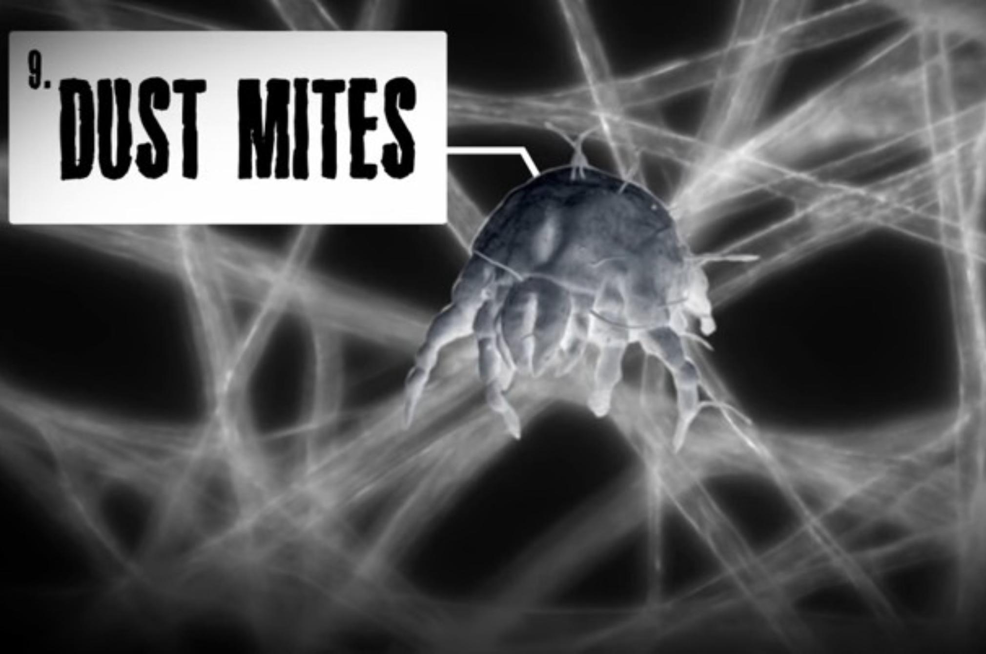 Εκτός από τα ακάρεα αυτά είναι τα επικίνδυνα έντομα και όχι μόνο που κρύβονται στο στρώμα σου: Τσιμπάν δηλητηριάζουν και απειλούν την υγεία σου