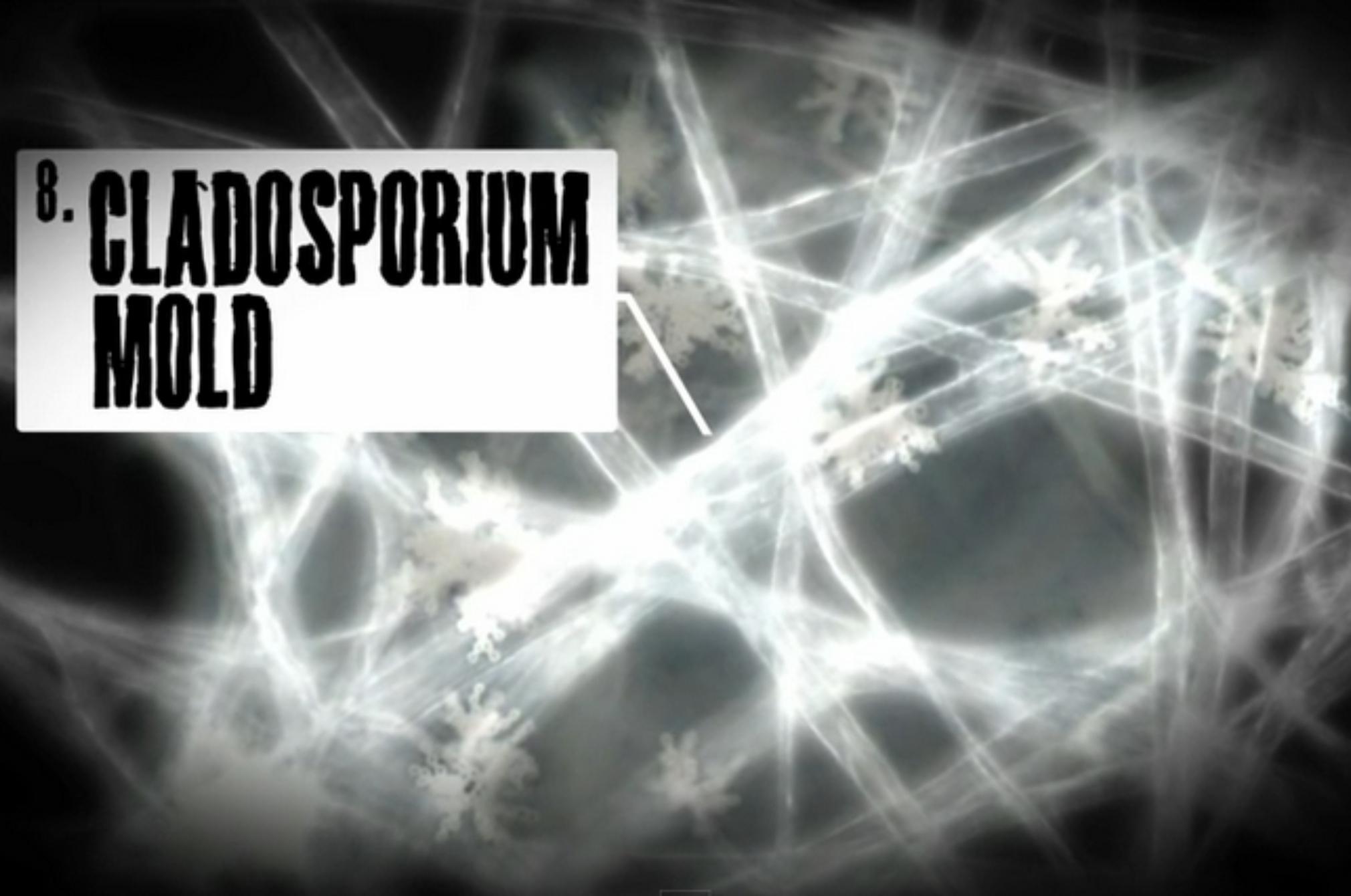 Εκτός από τα ακάρεα αυτά είναι τα επικίνδυνα έντομα και όχι μόνο που κρύβονται στο στρώμα σου: Τσιμπάν δηλητηριάζουν και απειλούν την υγεία σου