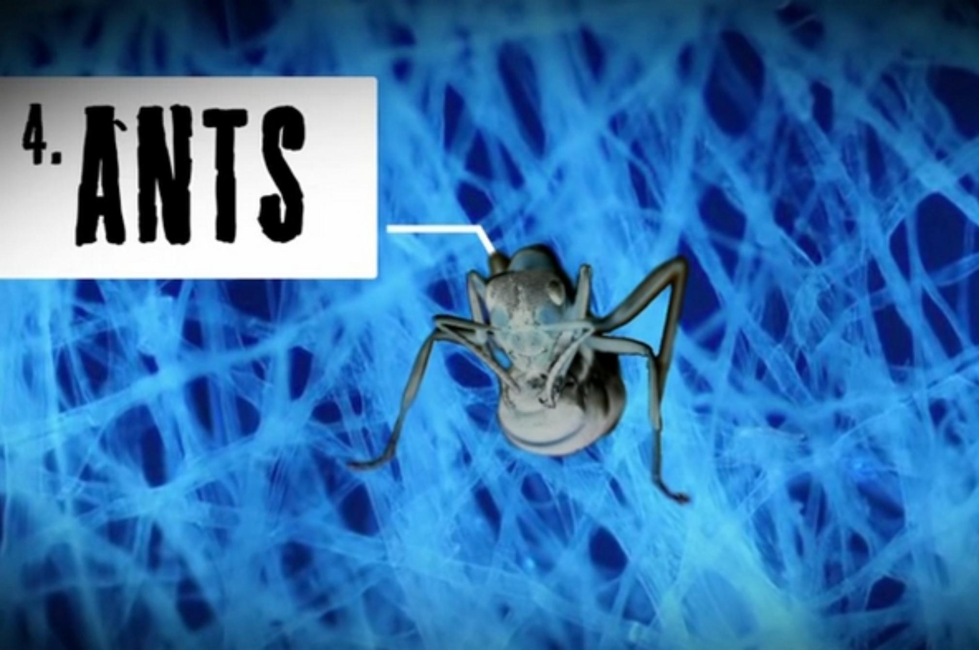 Εκτός από τα ακάρεα αυτά είναι τα επικίνδυνα έντομα και όχι μόνο που κρύβονται στο στρώμα σου: Τσιμπάν δηλητηριάζουν και απειλούν την υγεία σου