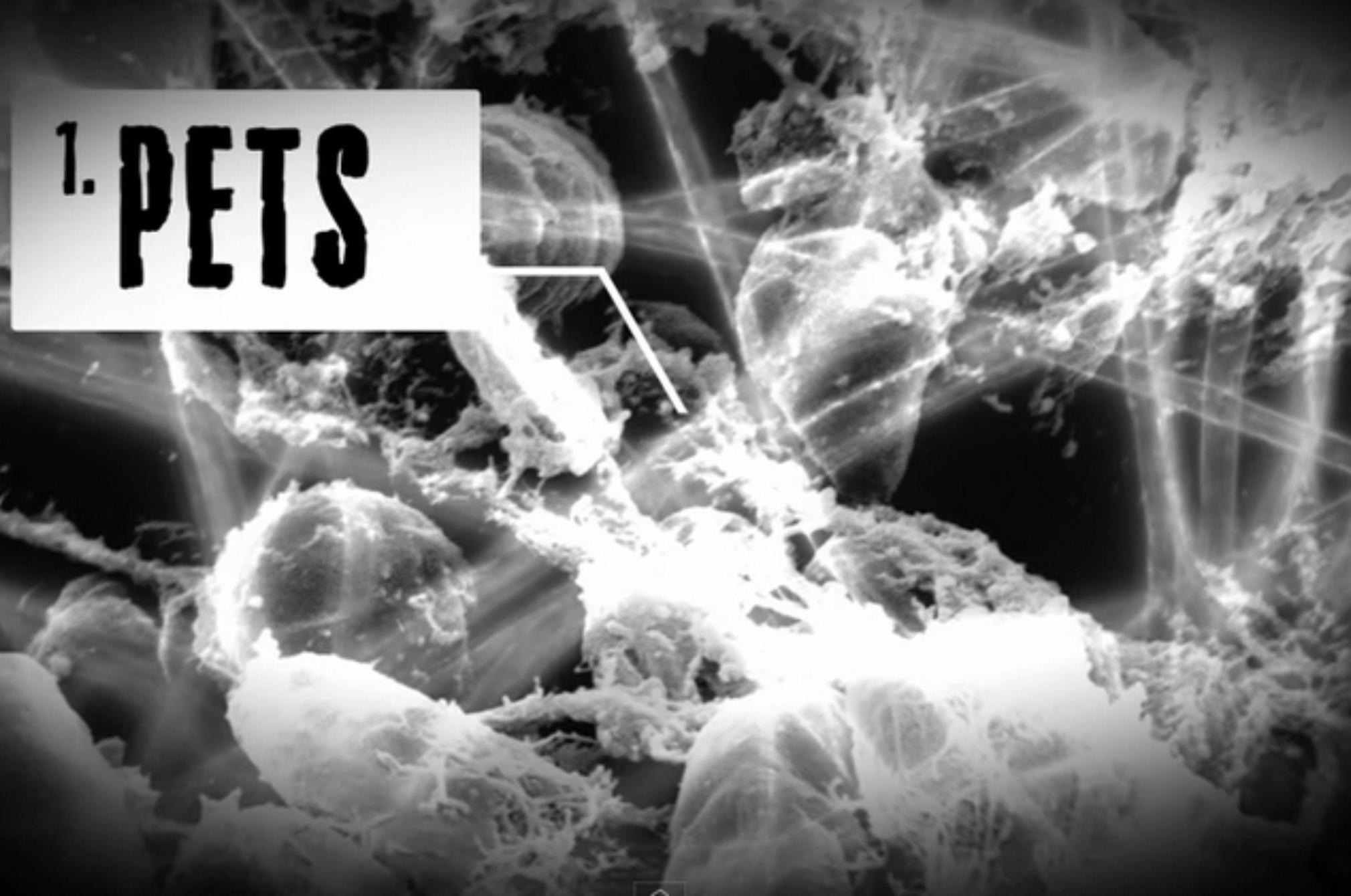 Εκτός από τα ακάρεα αυτά είναι τα επικίνδυνα έντομα και όχι μόνο που κρύβονται στο στρώμα σου: Τσιμπάν δηλητηριάζουν και απειλούν την υγεία σου