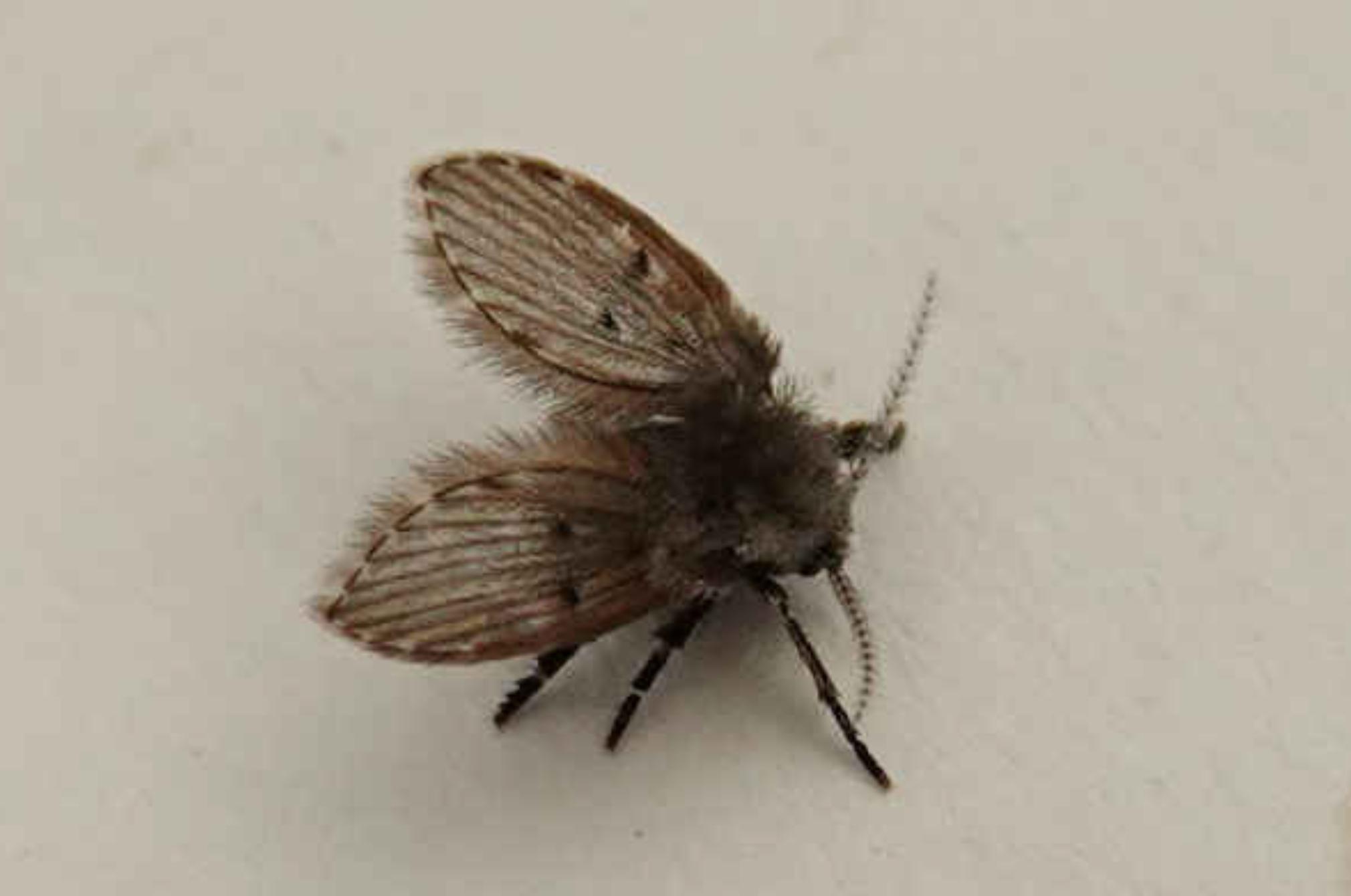 Μαύρα-μυγάκια-στο-μπάνιο-λόγος-εμφάνισης-και-τρόπος-αντιμετώπισης Μαύρα-μυγάκια-στο-μπάνιο-λόγος-εμφάνισης-και-τρόπος-αντιμετώπισης